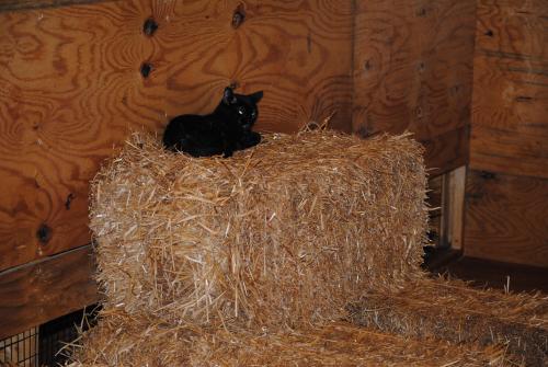 Enlarge Best Barn Cats Ever!, a Adoptable mixed breed in Sykesville, MD image 1/6