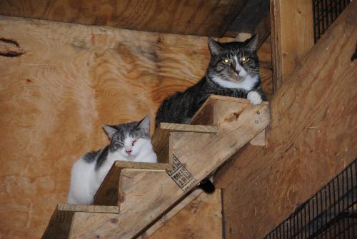 Best Barn Cats Ever! photo 2