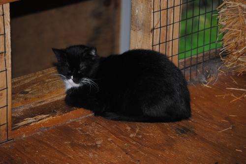 Enlarge Best Barn Cats Ever!, a Adoptable mixed breed in Sykesville, MD image 3/6
