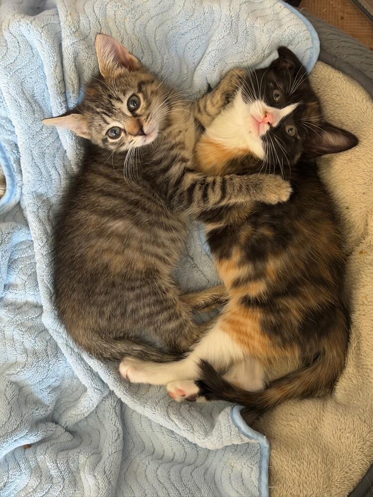 Miso & Sushi, a Adoptable Domestic Short Hair in New York, NY image 1/6