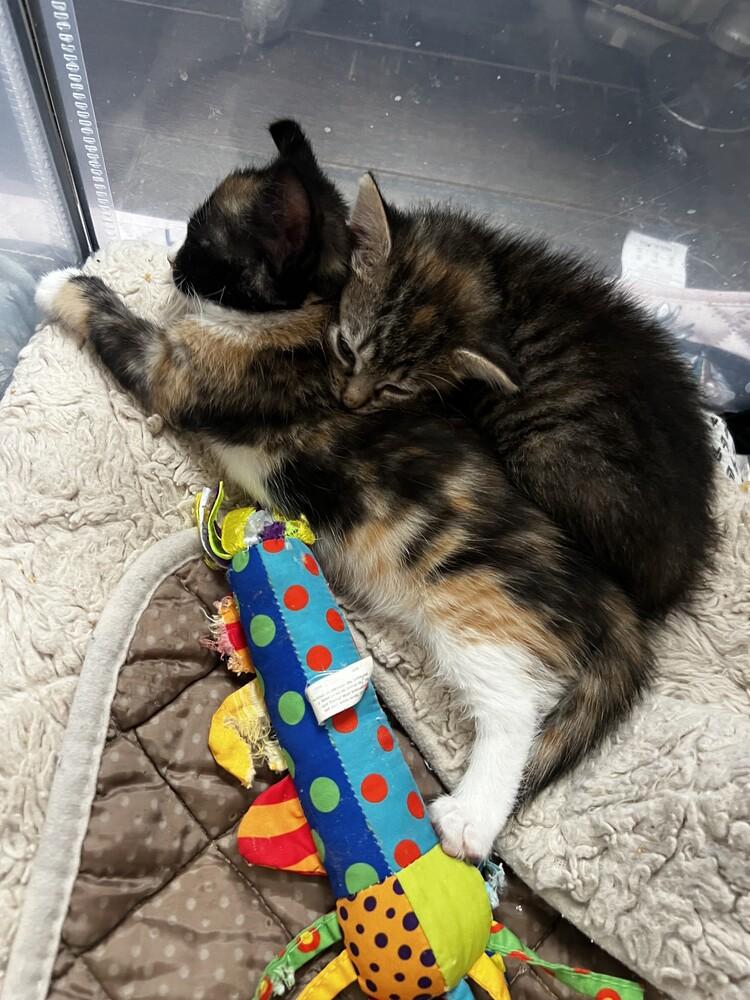 Miso & Sushi, a Adoptable Domestic Short Hair in New York, NY image 2/6
