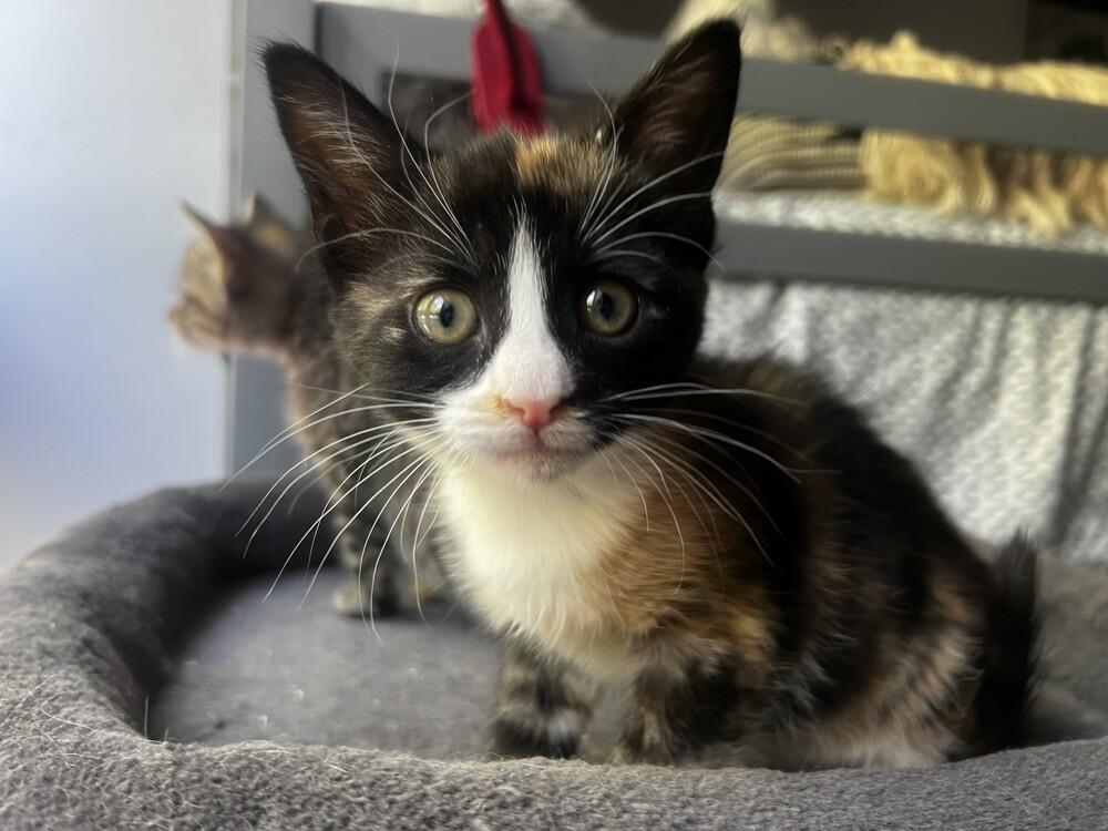 Miso & Sushi, a Adoptable Domestic Short Hair in New York, NY image 3/6