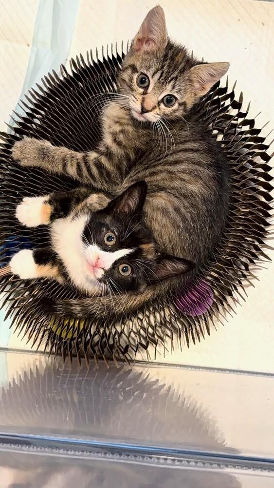 Miso & Sushi, a Adoptable Domestic Short Hair in New York, NY image 4/6