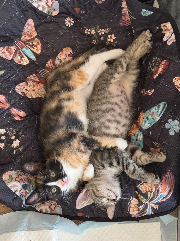 Miso & Sushi, a Adoptable Domestic Short Hair in New York, NY image 6/6