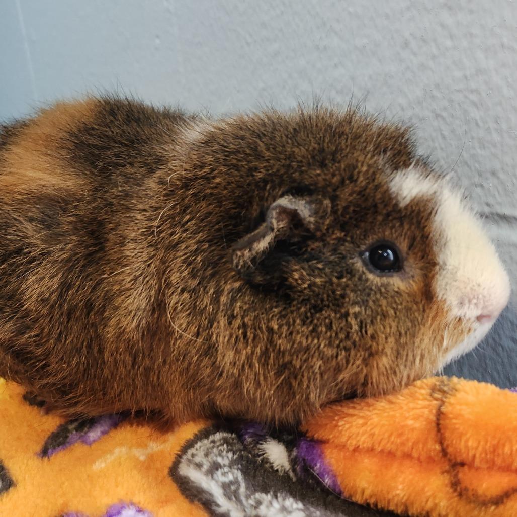 Bowser, Adoptable, Adult Male Guinea Pig.