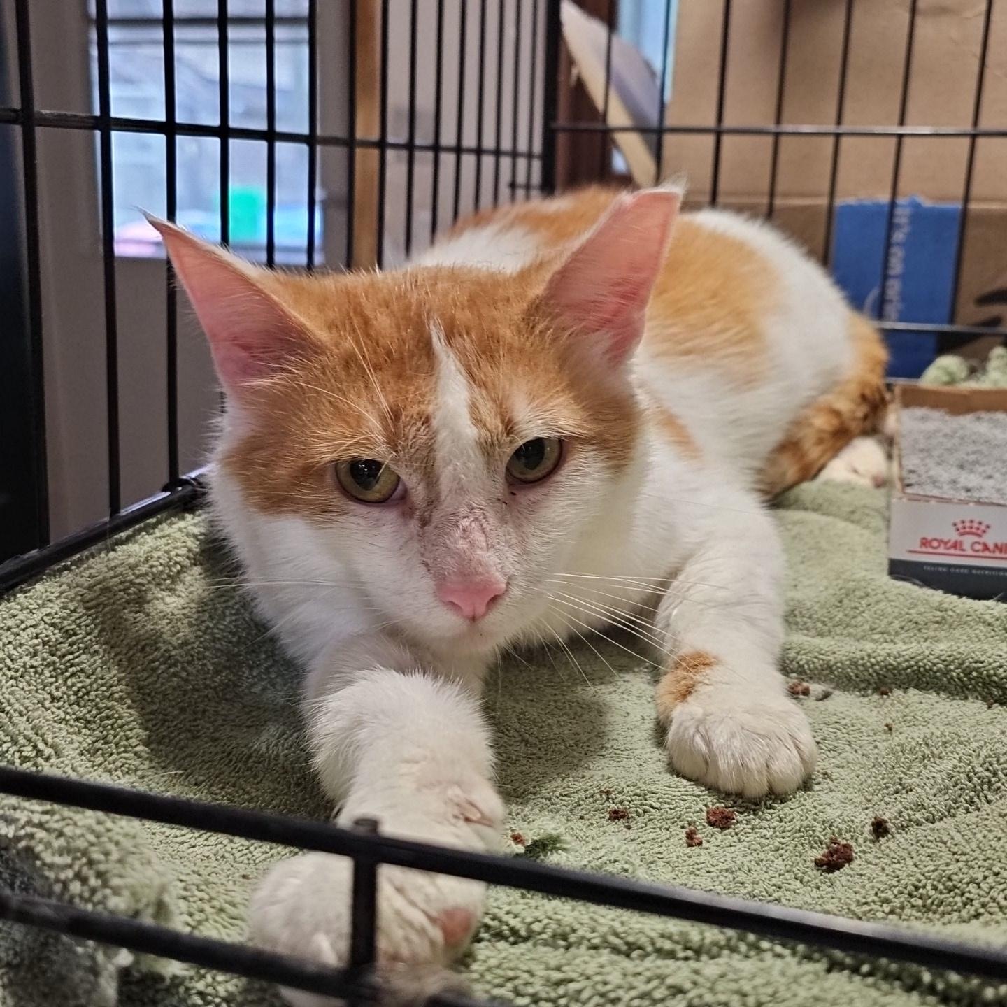 Amir, an adopted Domestic Short Hair in Pardeeville, WI image 4/4