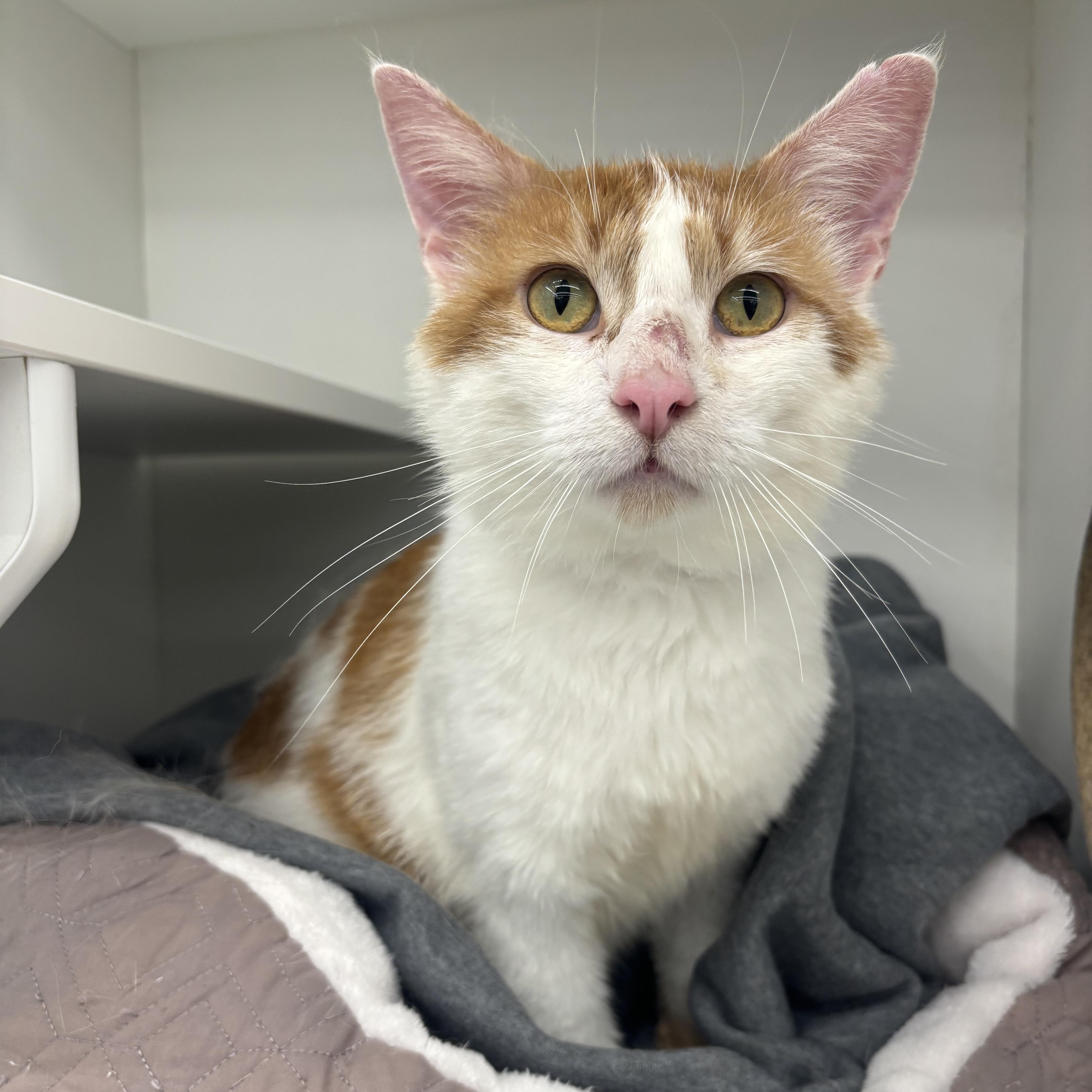 Amir, an adopted Domestic Short Hair in Pardeeville, WI image 1/4