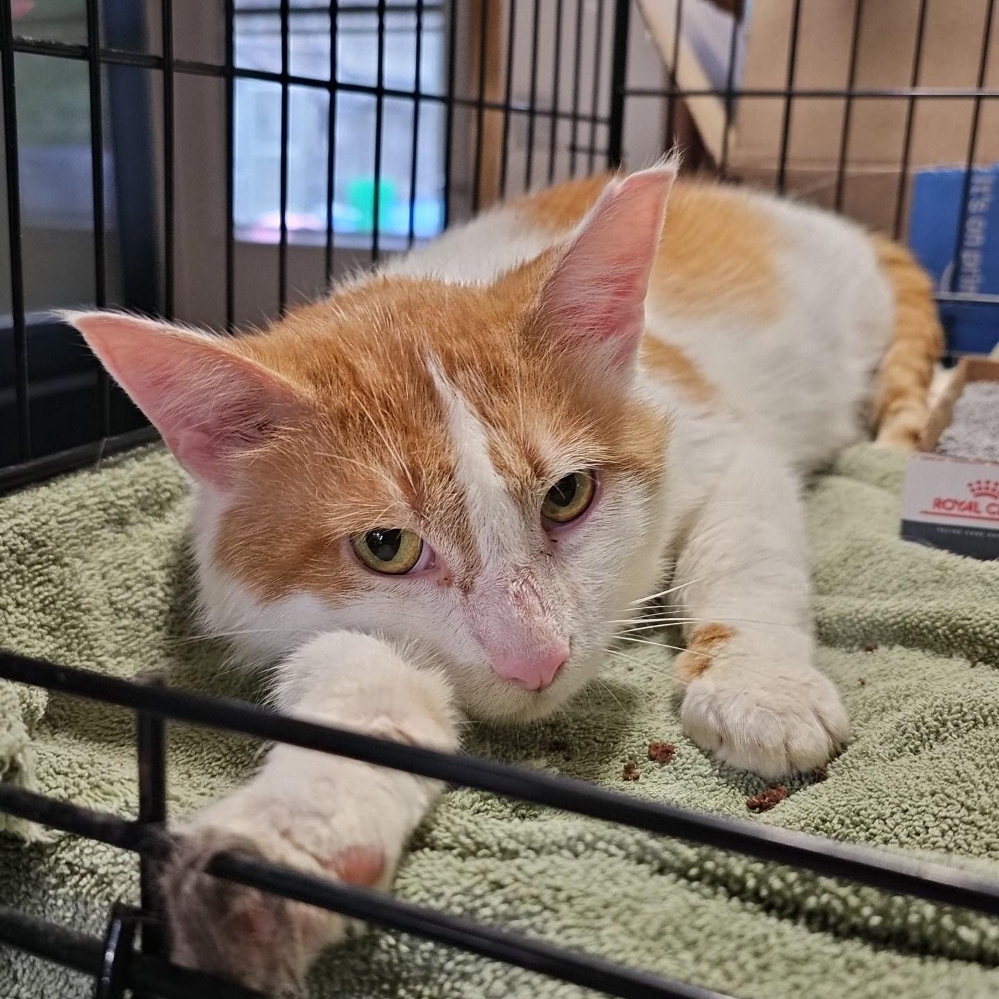 Amir, an adopted Domestic Short Hair in Pardeeville, WI image 3/4