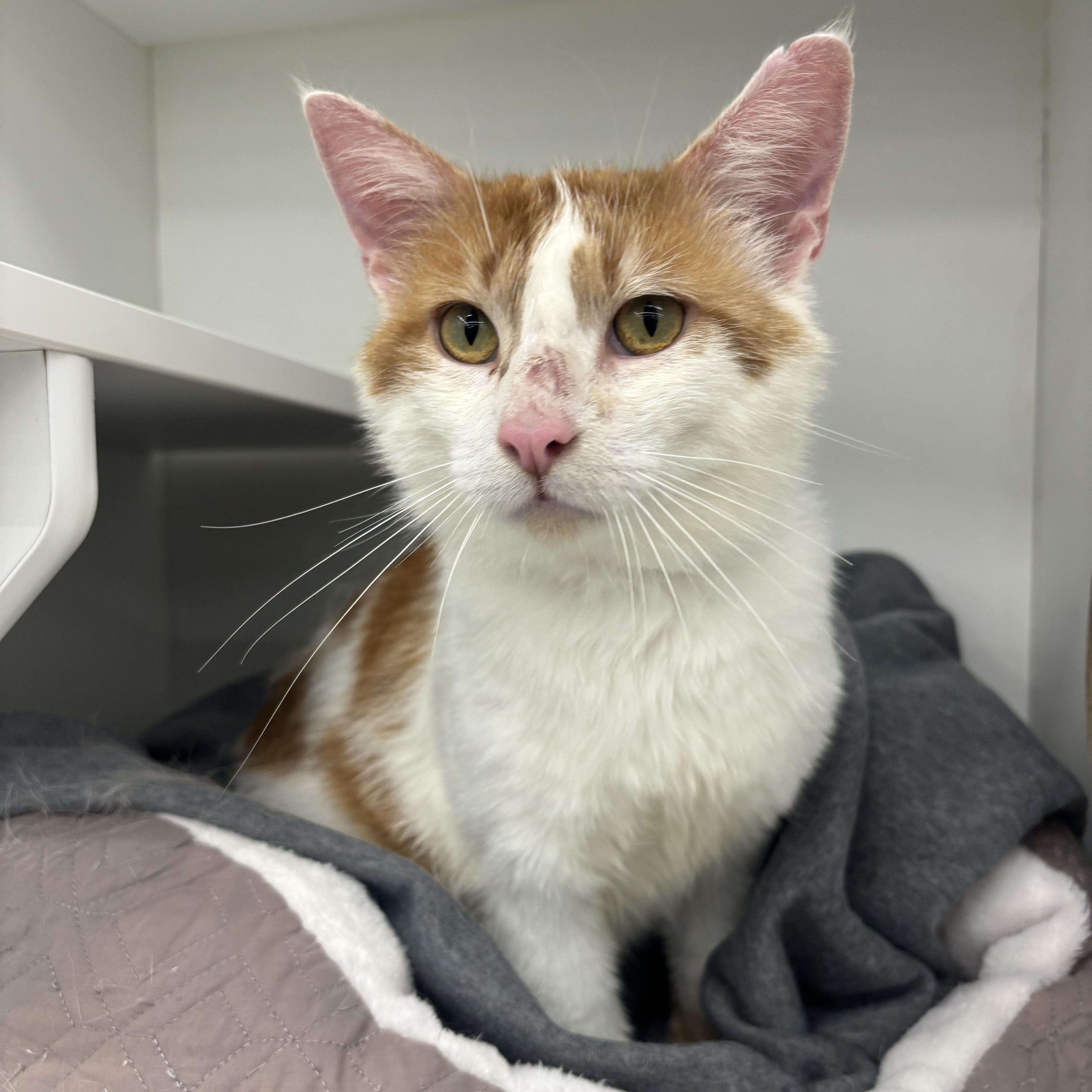 Amir, an adopted Domestic Short Hair in Pardeeville, WI image 2/4