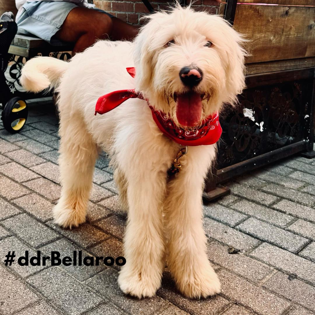 Bellaroo, an adoptable Sheepadoodle in Garland, TX, 75041 | Photo Image 3