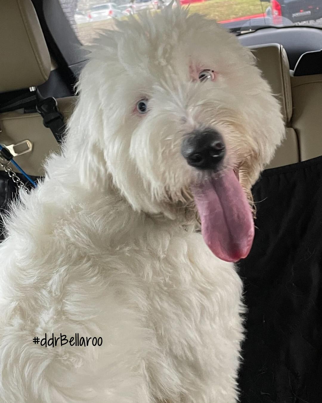 Bellaroo, an adoptable Sheepadoodle in Garland, TX, 75041 | Photo Image 4