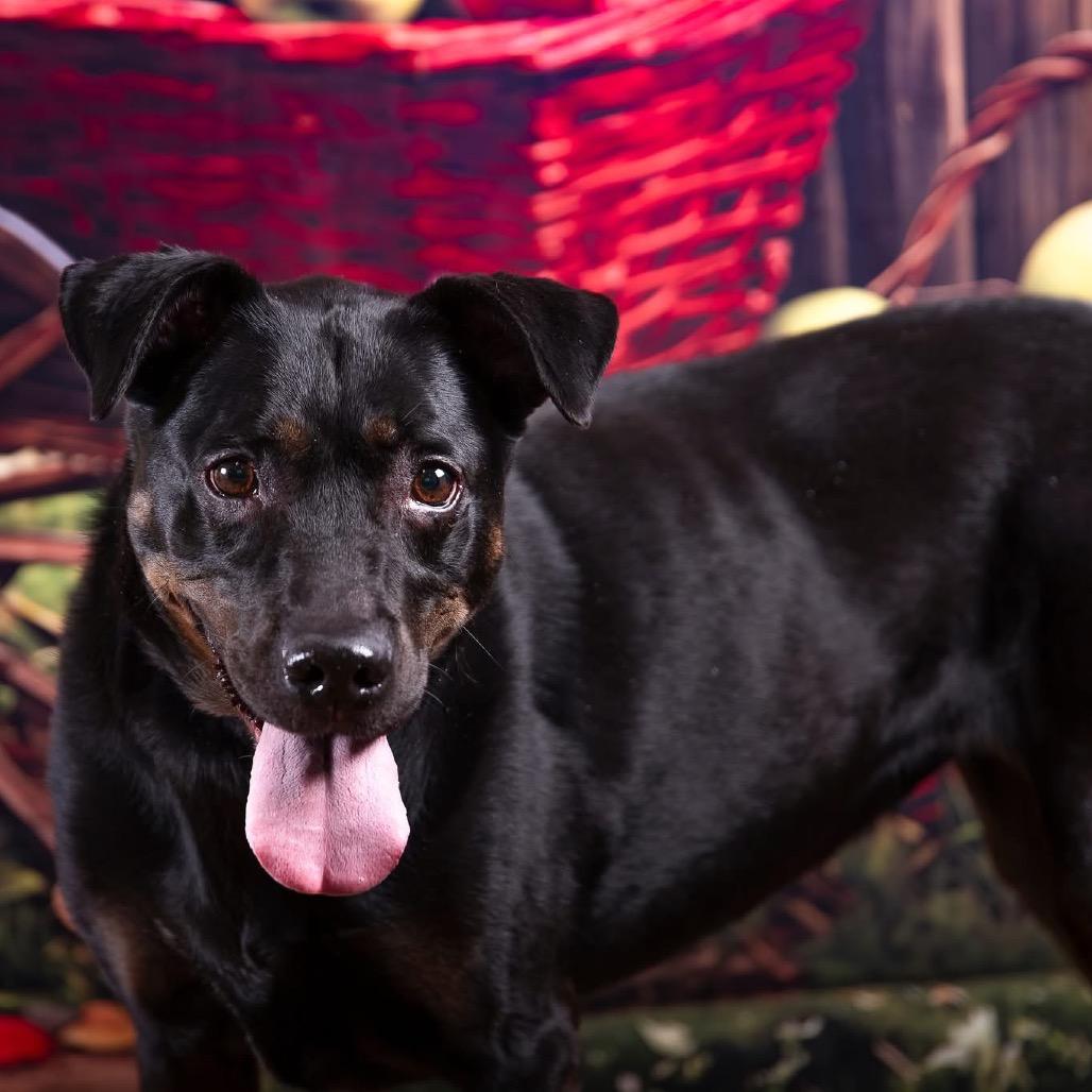 Enlarge Reagan President (Bailey), a Adoptable Black Labrador Retriever in Allen, TX image 1/6