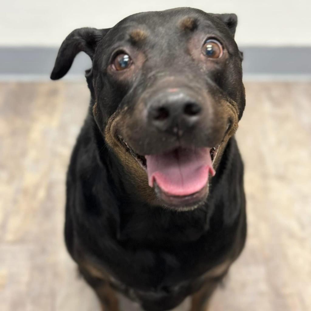 Enlarge Reagan President (Bailey), a Adoptable Black Labrador Retriever in Allen, TX image 2/6
