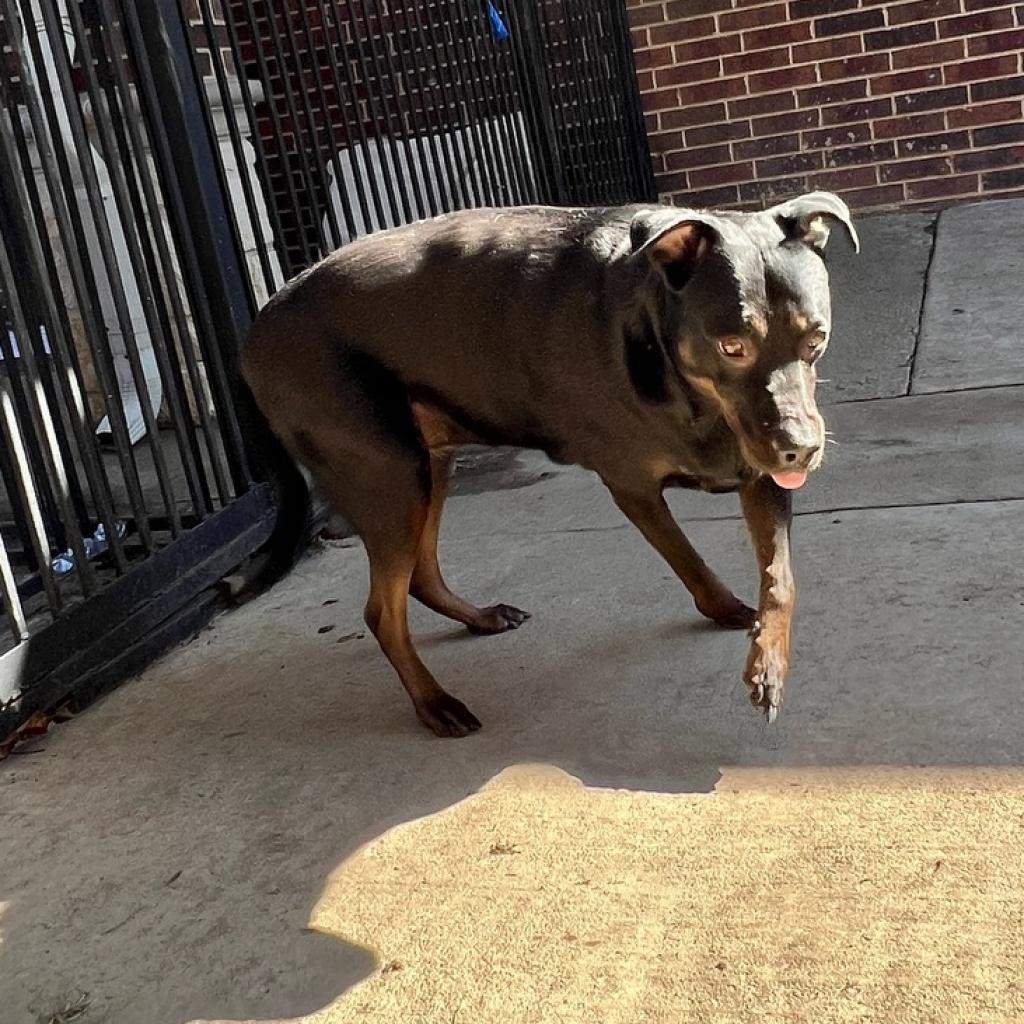Enlarge Reagan President (Bailey), a Adoptable Black Labrador Retriever in Allen, TX image 3/6