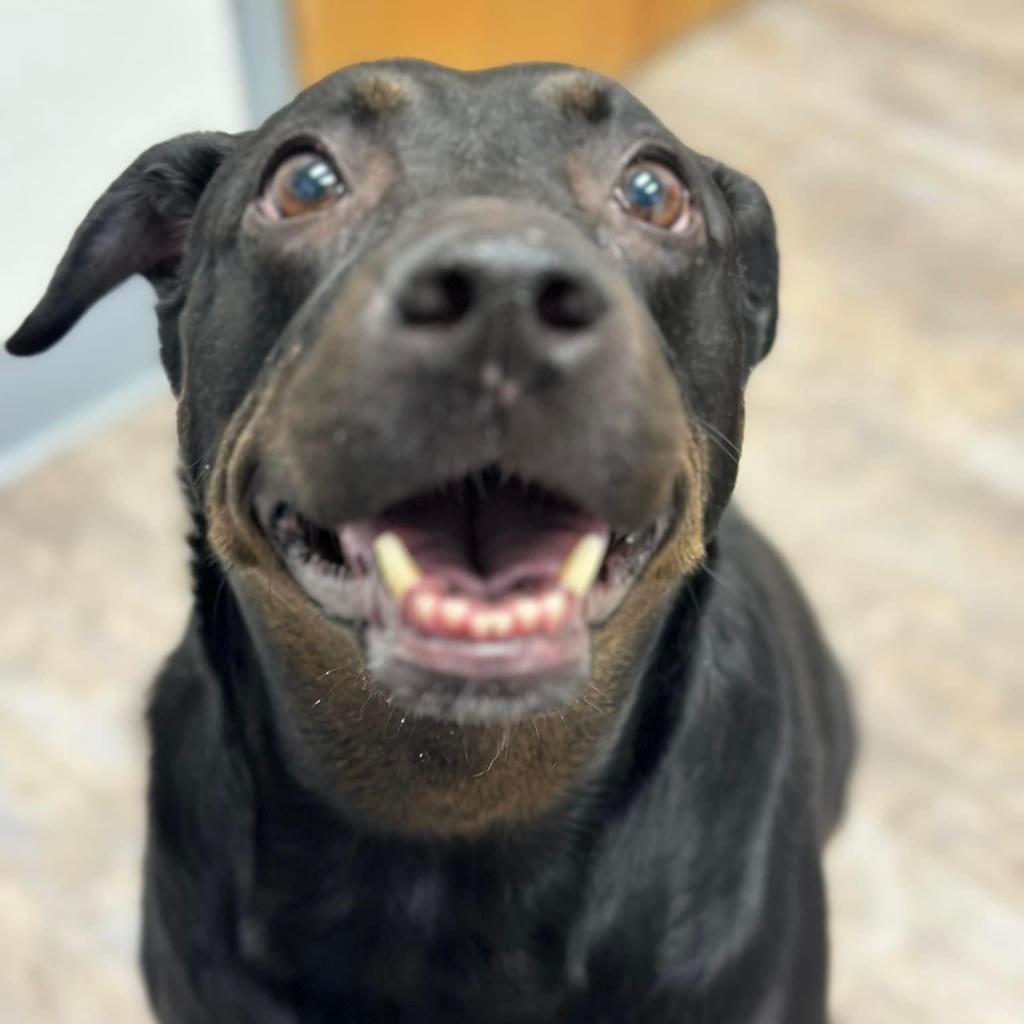 Enlarge Reagan President (Bailey), a Adoptable Black Labrador Retriever in Allen, TX image 4/6