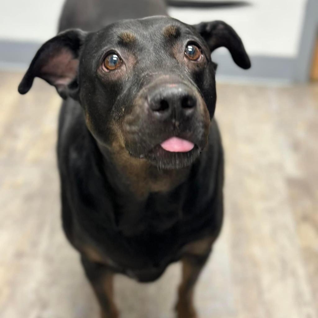 Enlarge Reagan President (Bailey), a Adoptable Black Labrador Retriever in Allen, TX image 5/6