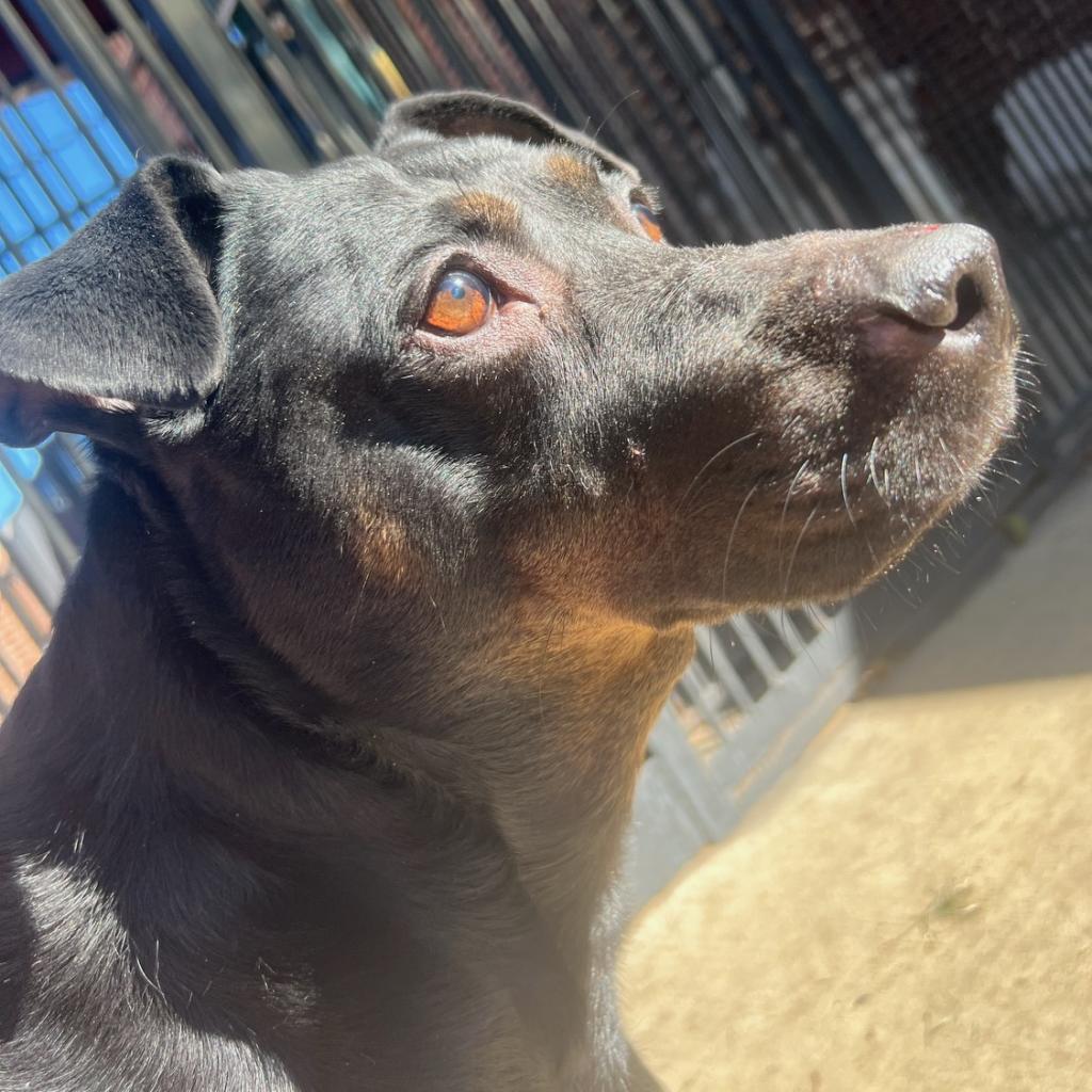 Enlarge Reagan President (Bailey), a Adoptable Black Labrador Retriever in Allen, TX image 6/6
