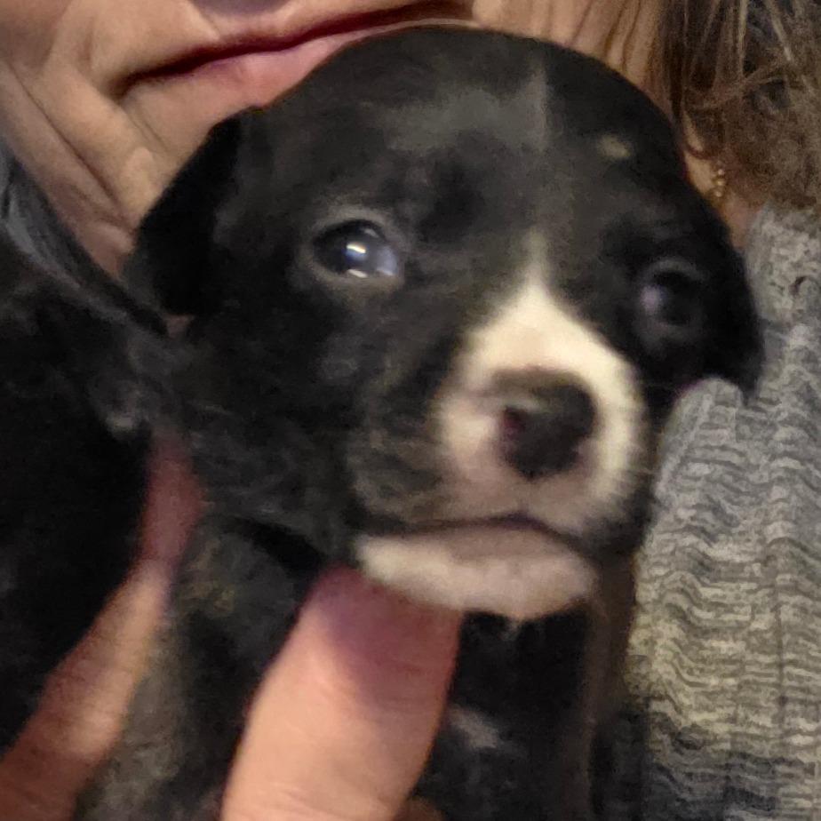 Enlarge Pixie/ girl 2, a Adoptable Chihuahua in Goltry, OK image 2/6