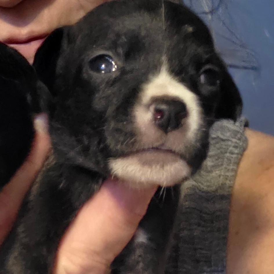Enlarge Pixie/ girl 2, a Adoptable Chihuahua in Goltry, OK image 5/6