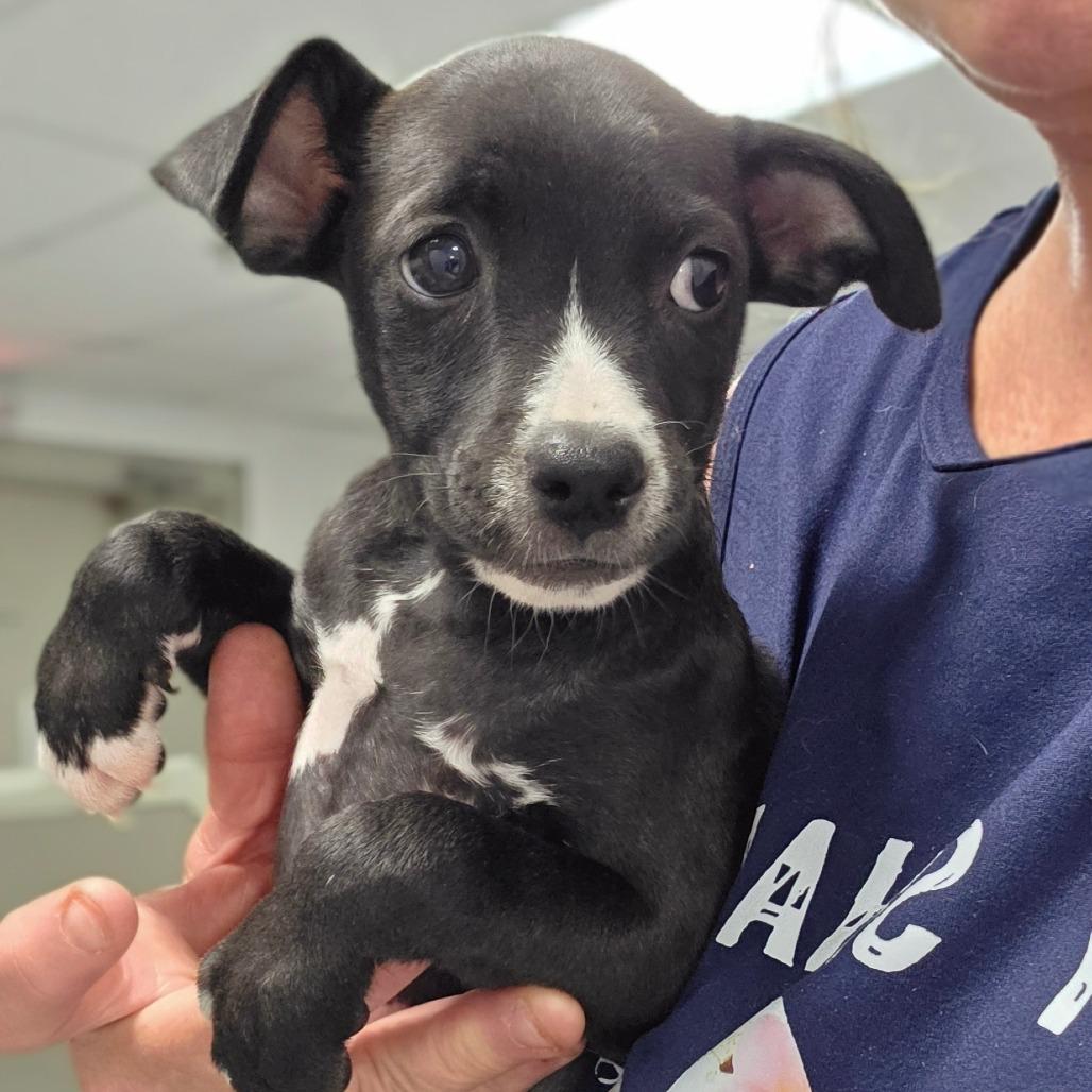 Enlarge Pixie/ girl 2, a Adoptable Chihuahua in Goltry, OK image 6/6