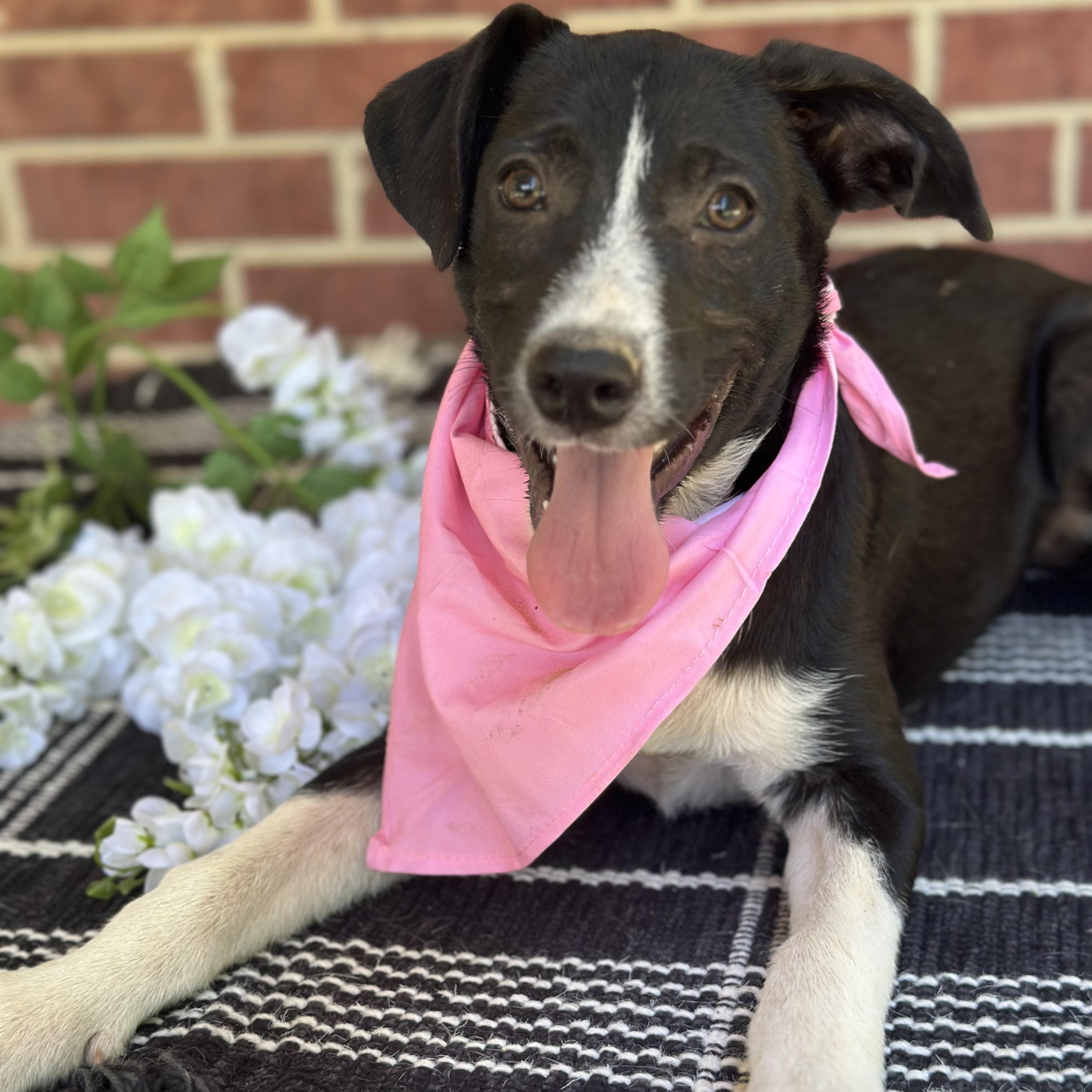 Haylie, an adoptable Black Labrador Retriever, Australian Cattle Dog / Blue Heeler in Green Bay, WI, 54304 | Photo Image 4