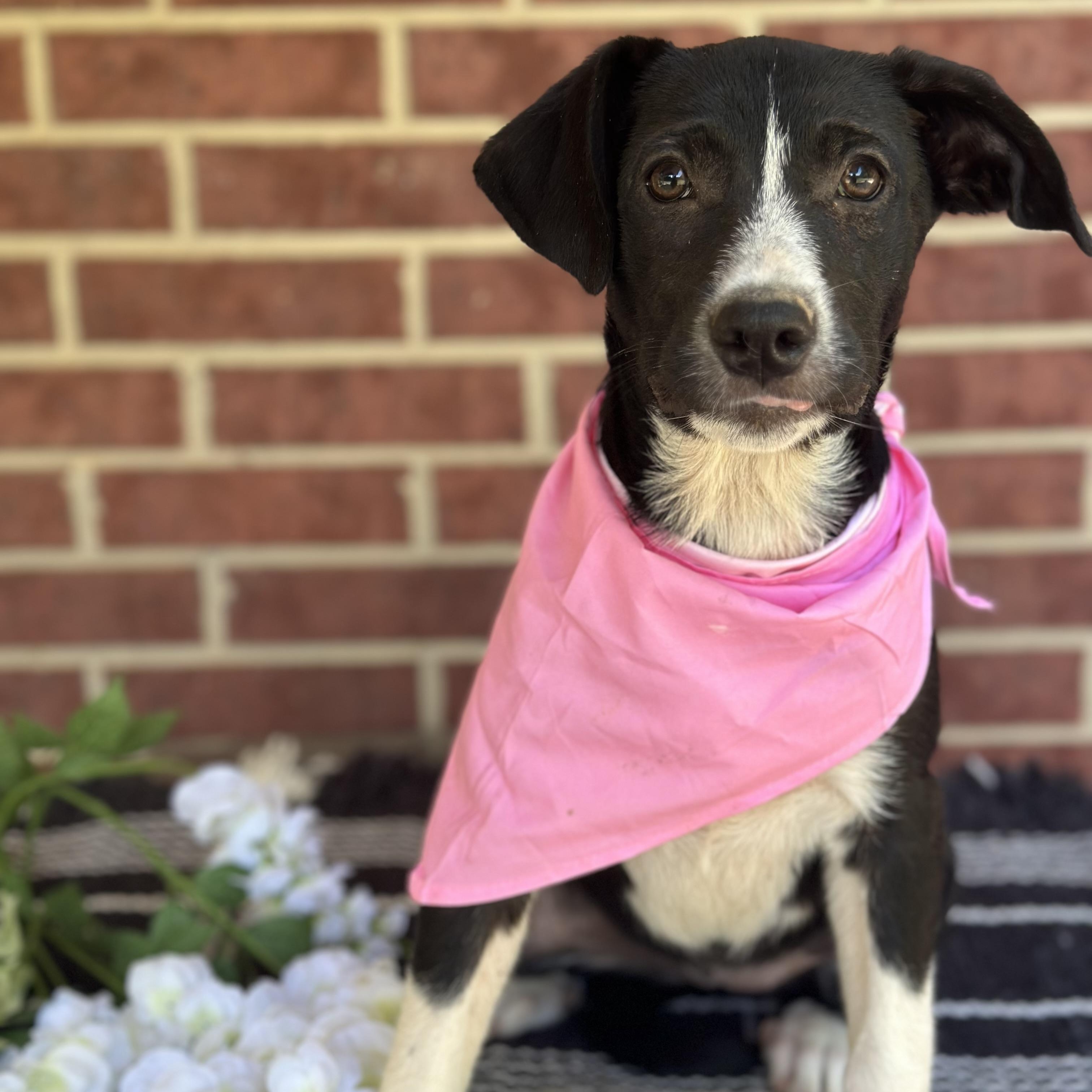 Haylie, an adoptable Black Labrador Retriever, Australian Cattle Dog / Blue Heeler in Green Bay, WI, 54304 | Photo Image 3
