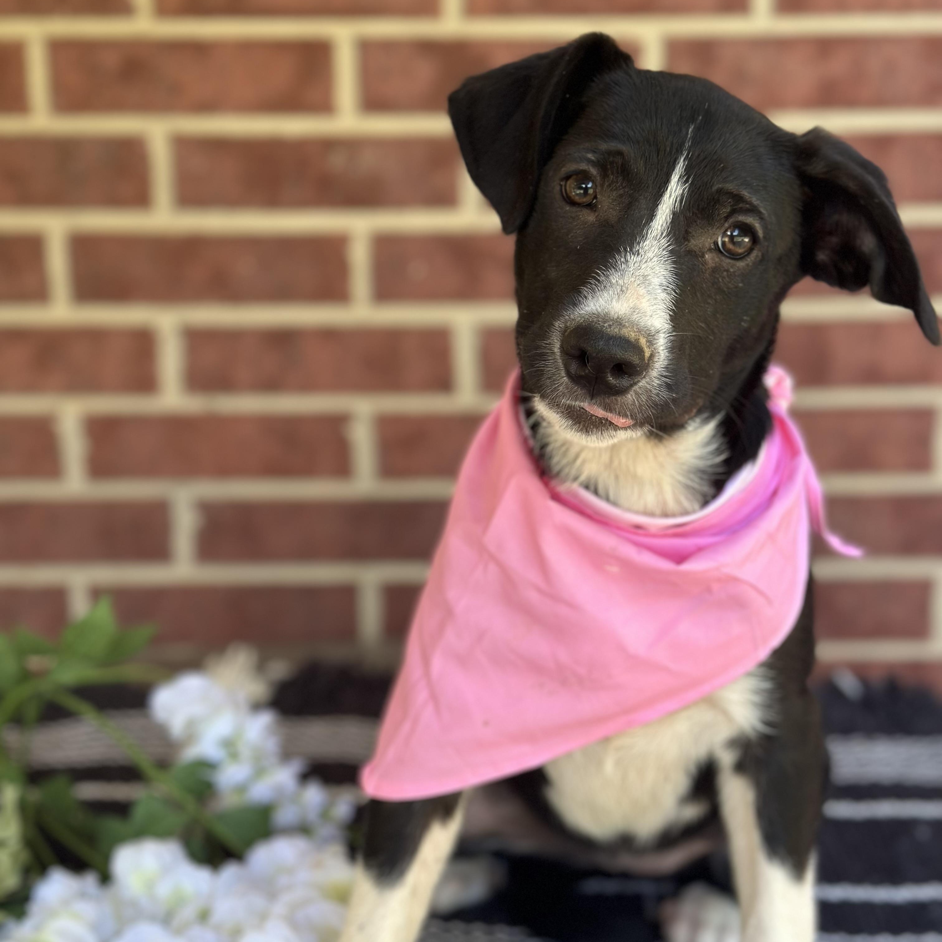 Haylie, an adoptable Black Labrador Retriever, Australian Cattle Dog / Blue Heeler in Green Bay, WI, 54304 | Photo Image 1
