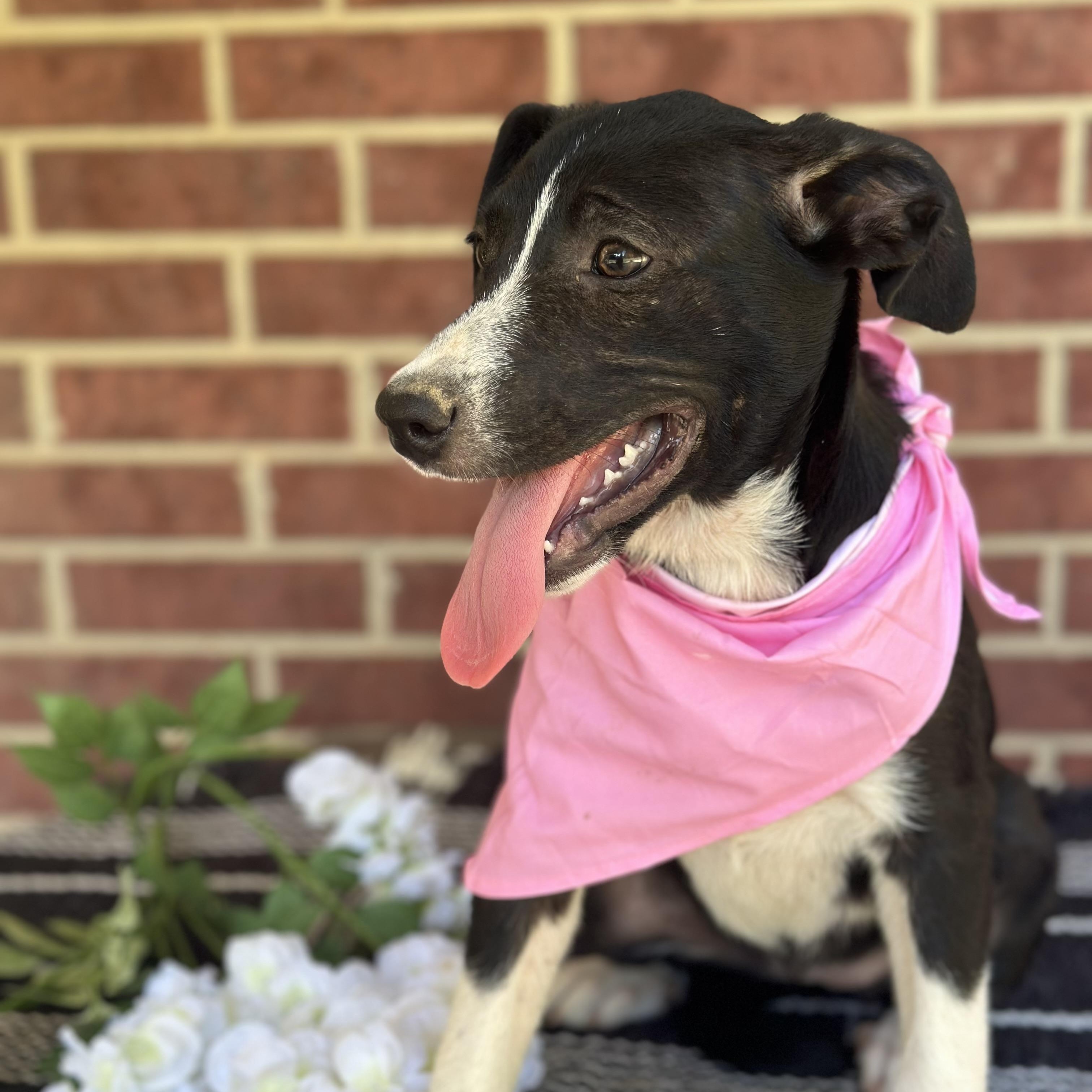 Haylie, an adoptable Black Labrador Retriever, Australian Cattle Dog / Blue Heeler in Green Bay, WI, 54304 | Photo Image 2