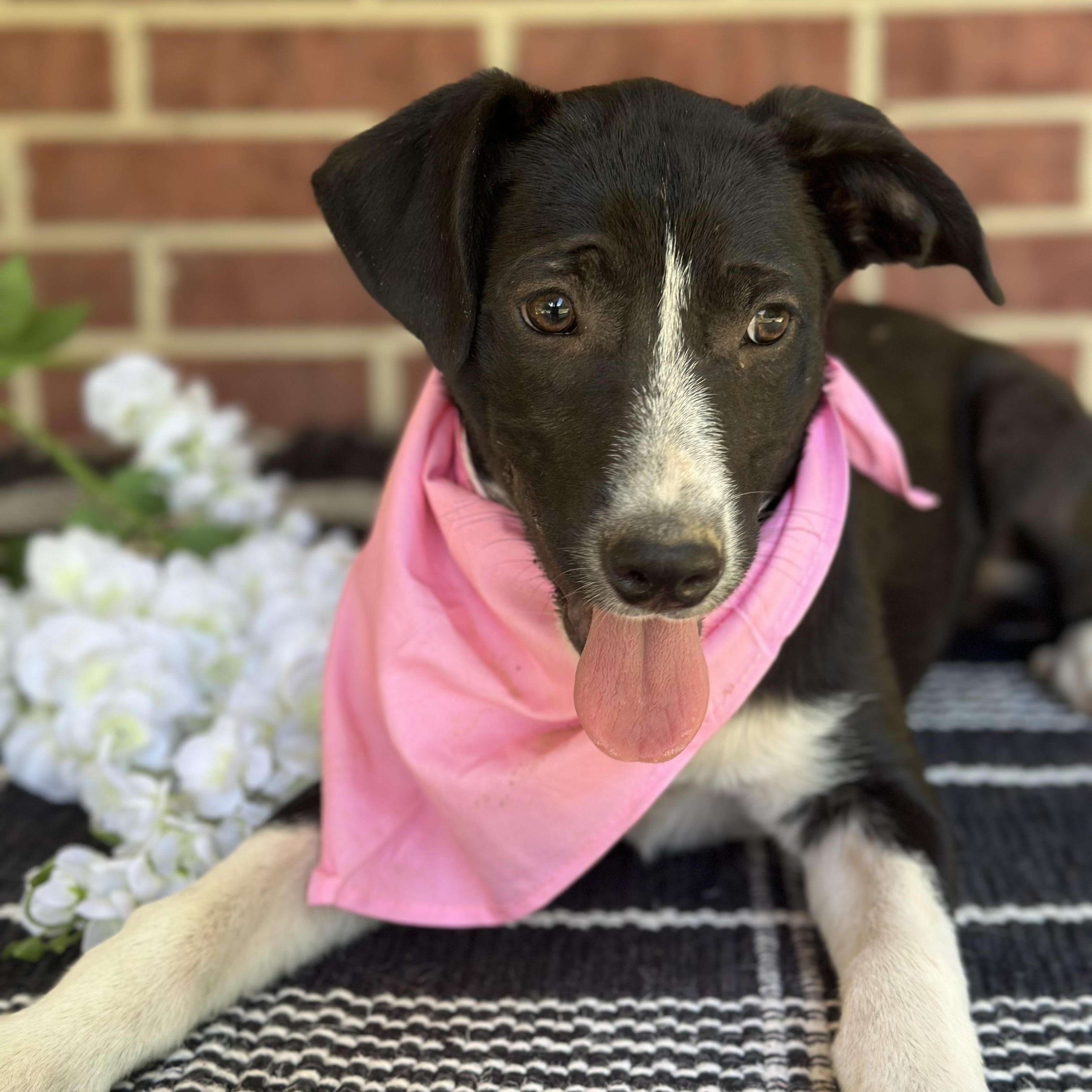 Haylie, an adoptable Black Labrador Retriever, Australian Cattle Dog / Blue Heeler in Green Bay, WI, 54304 | Photo Image 5
