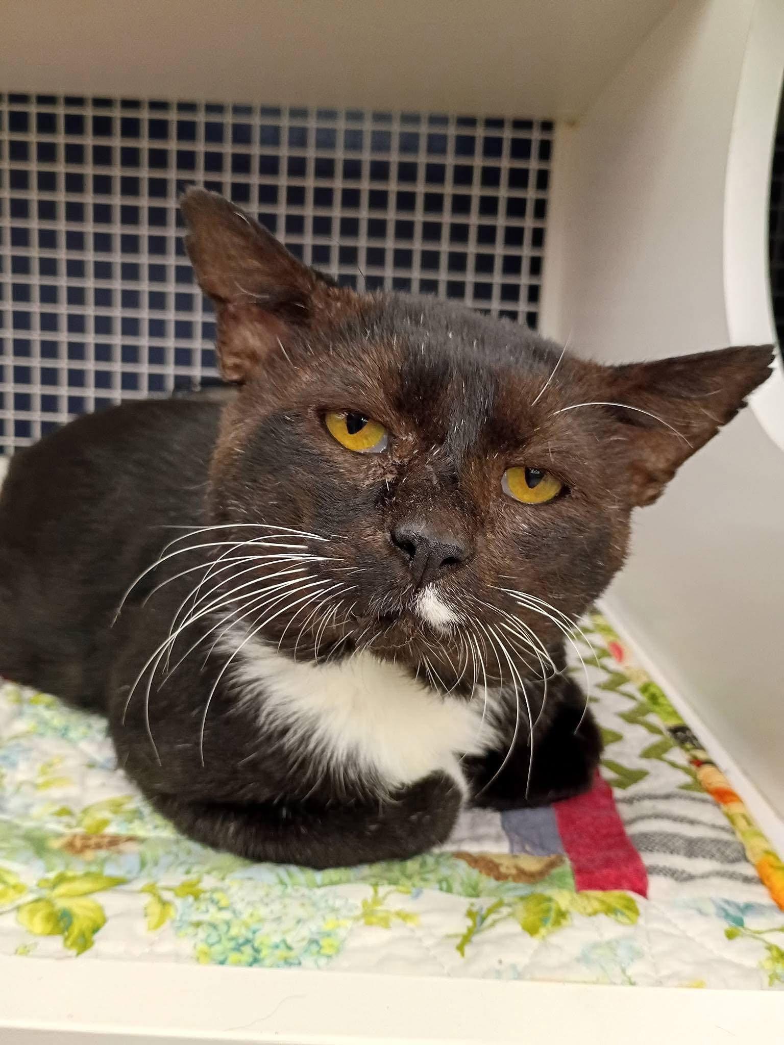 Enlarge Sylvester, a Adoptable Domestic Short Hair in Morgantown, WV image 4/6