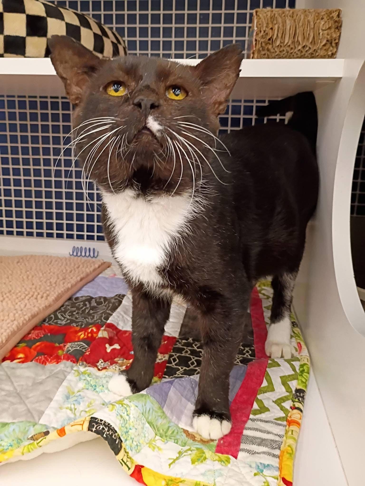 Enlarge Sylvester, a Adoptable Domestic Short Hair in Morgantown, WV image 6/6