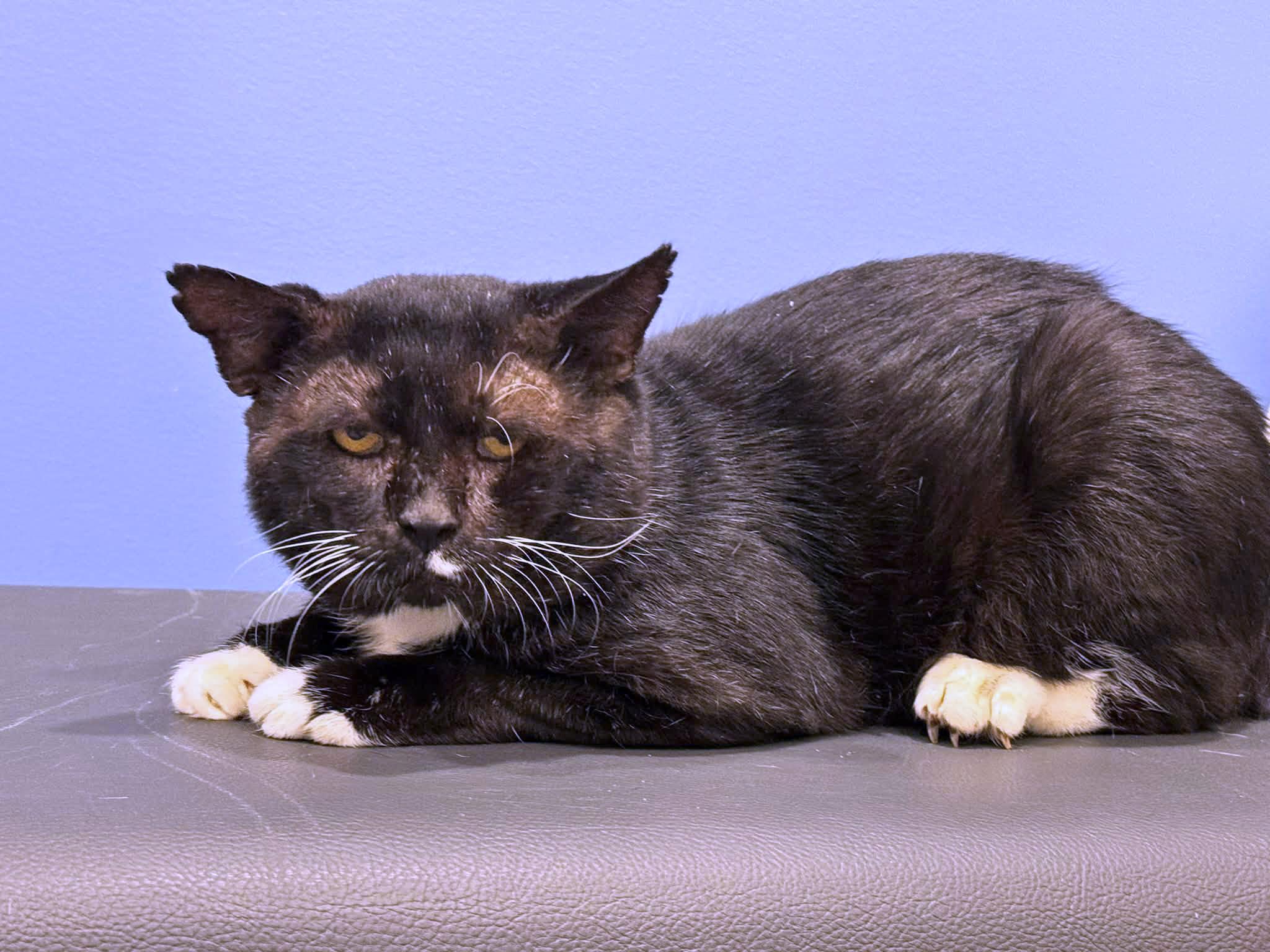 Enlarge Sylvester, a Adoptable Domestic Short Hair in Morgantown, WV image 2/6