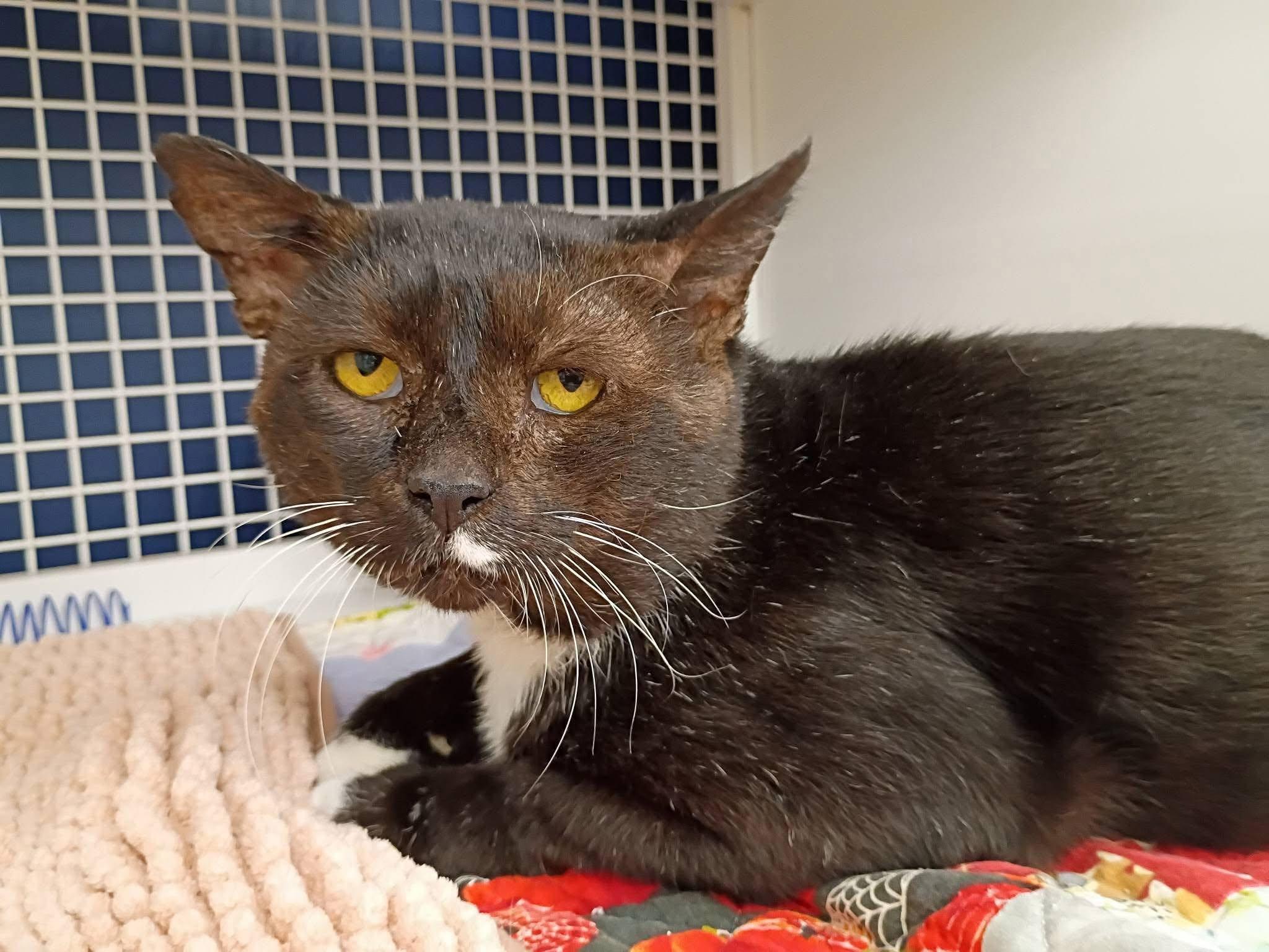 Enlarge Sylvester, a Adoptable Domestic Short Hair in Morgantown, WV image 5/6