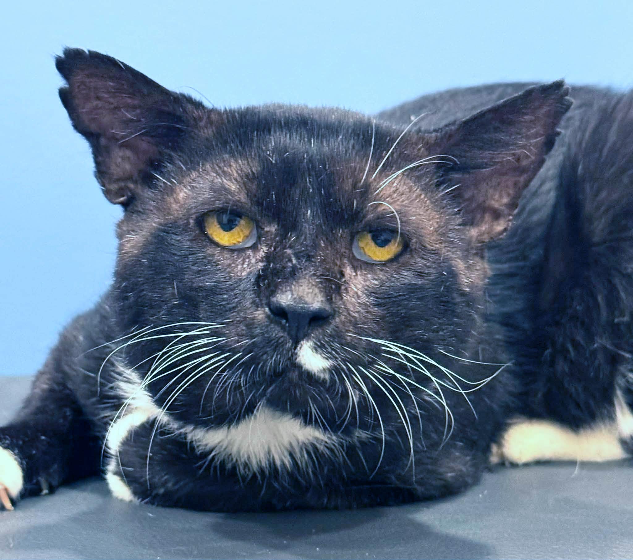 Enlarge Sylvester, a Adoptable Domestic Short Hair in Morgantown, WV image 1/6