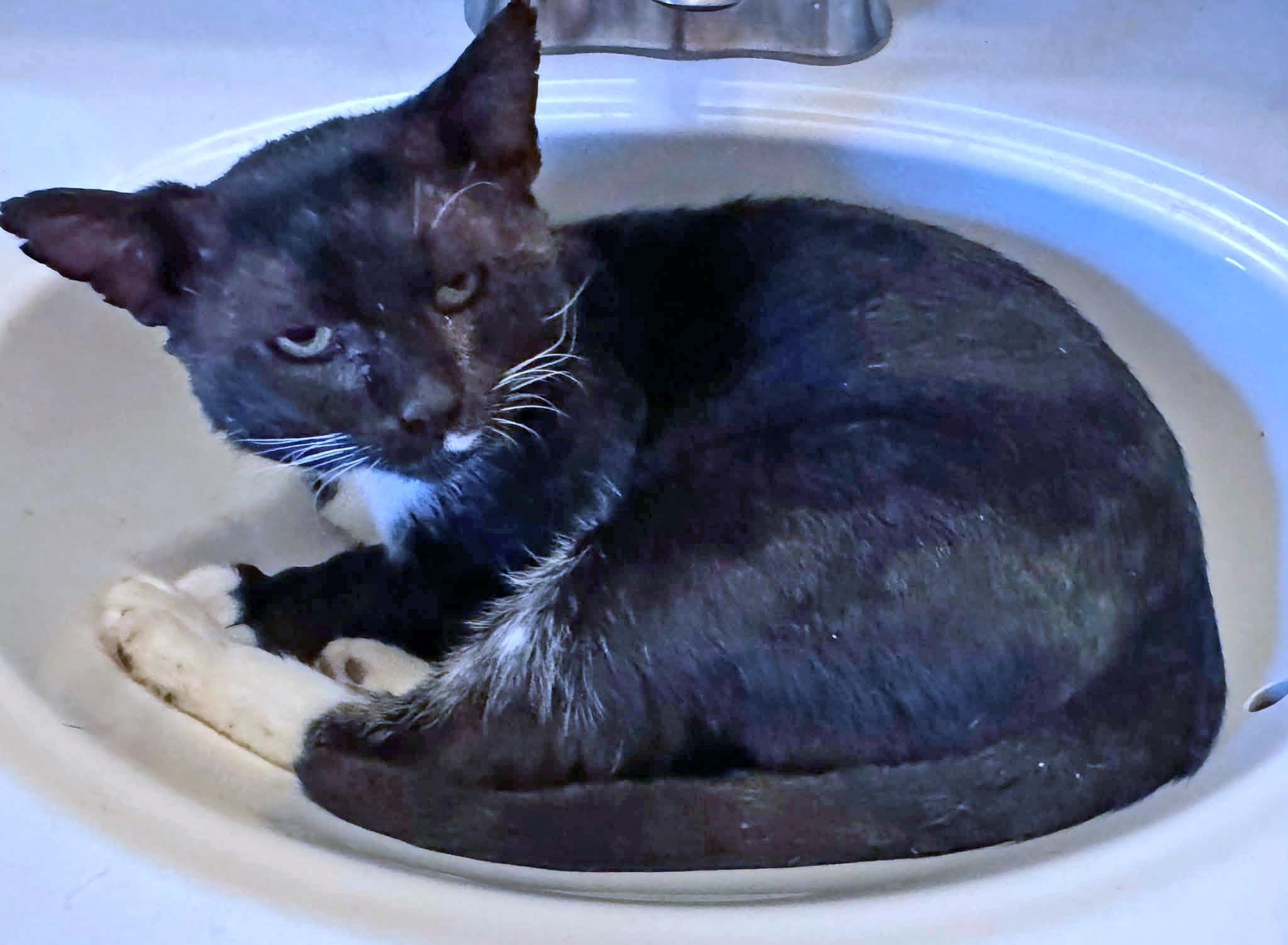 Enlarge Sylvester, a Adoptable Domestic Short Hair in Morgantown, WV image 3/6