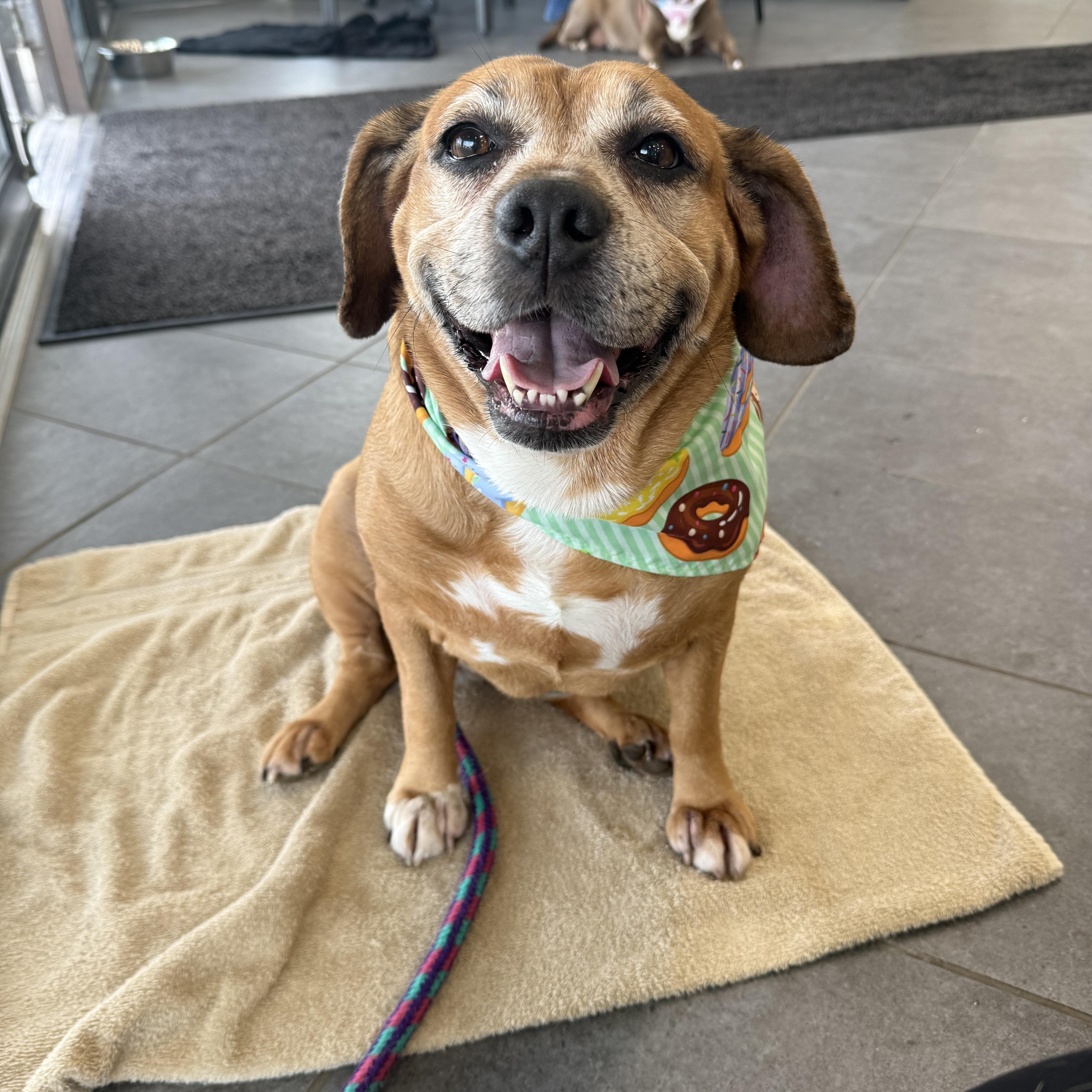 Enlarge Boo Boo, an adopted mixed breed in Youngstown, OH image 1/1