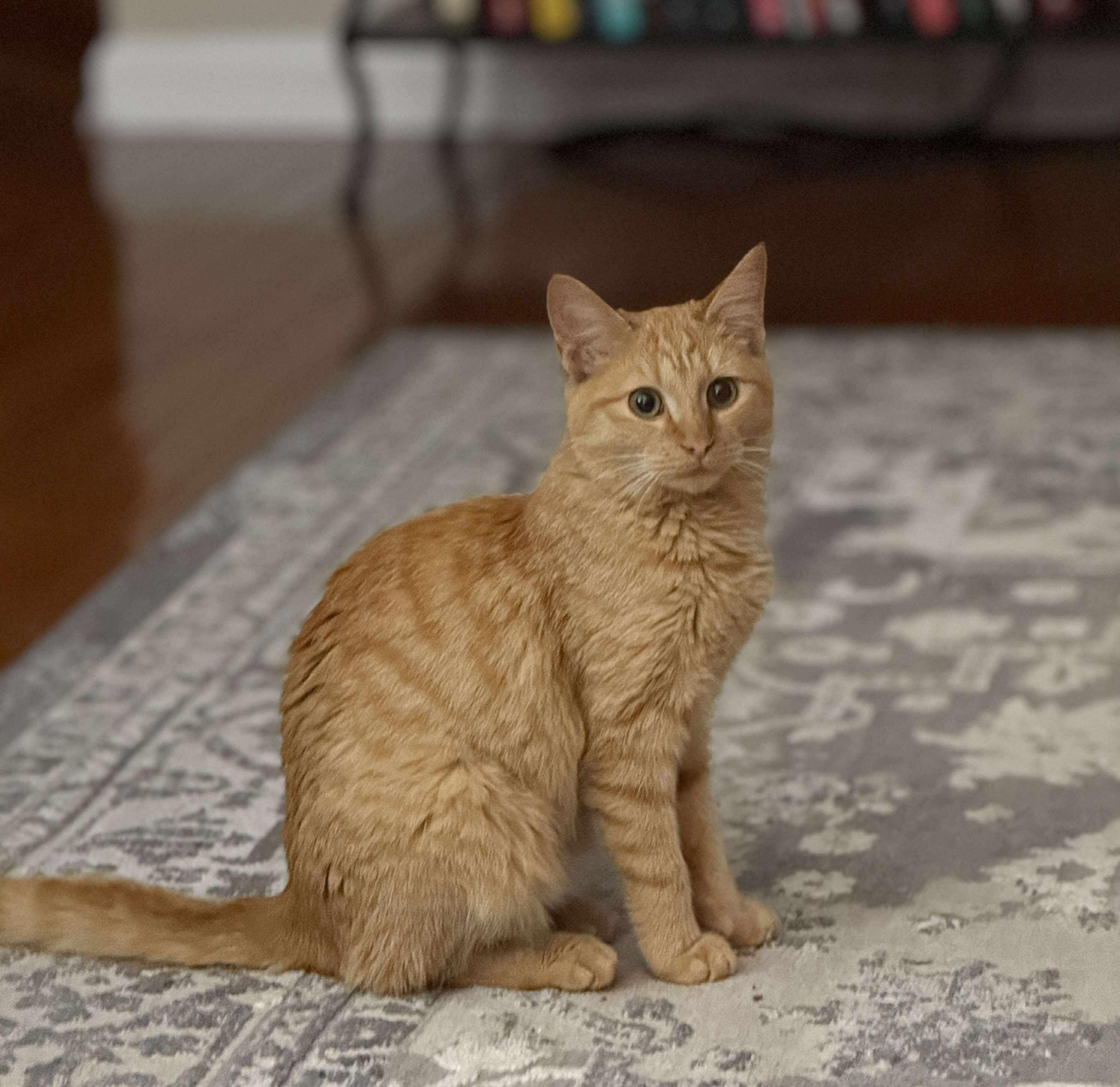 Enlarge Lenorah, a Adoptable Tabby in Franklin, TN, TN image 3/5