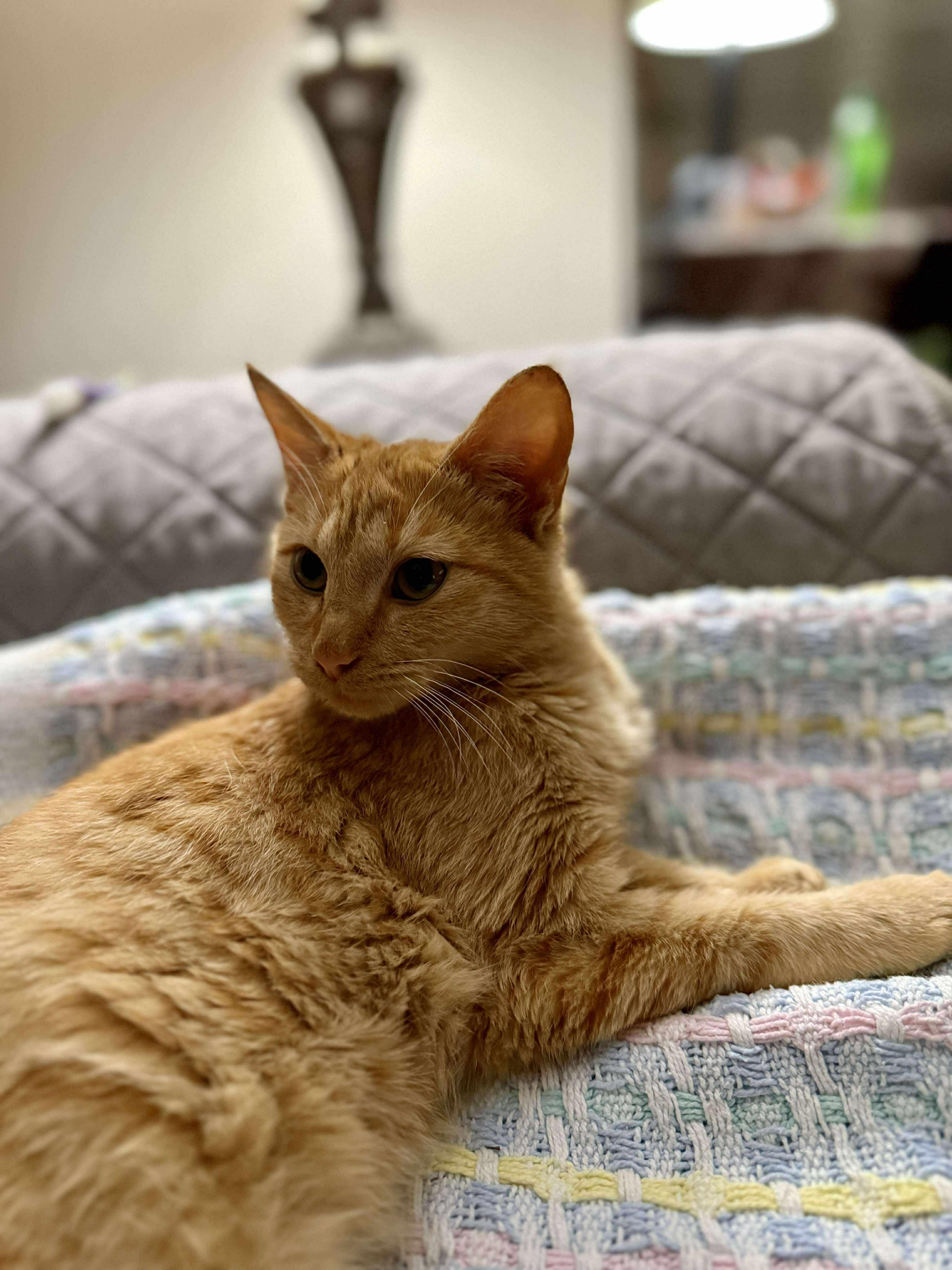 Enlarge Lenorah, a Adoptable Tabby in Franklin, TN, TN image 5/5