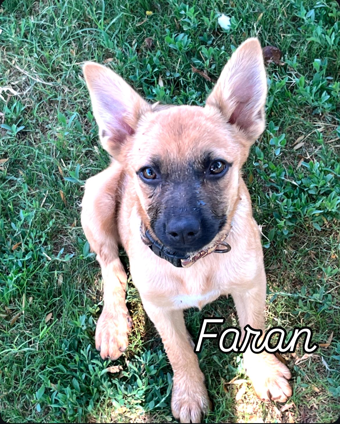 Faran, Adoptable, Puppy Female Shepherd & Black Mouth Cur.