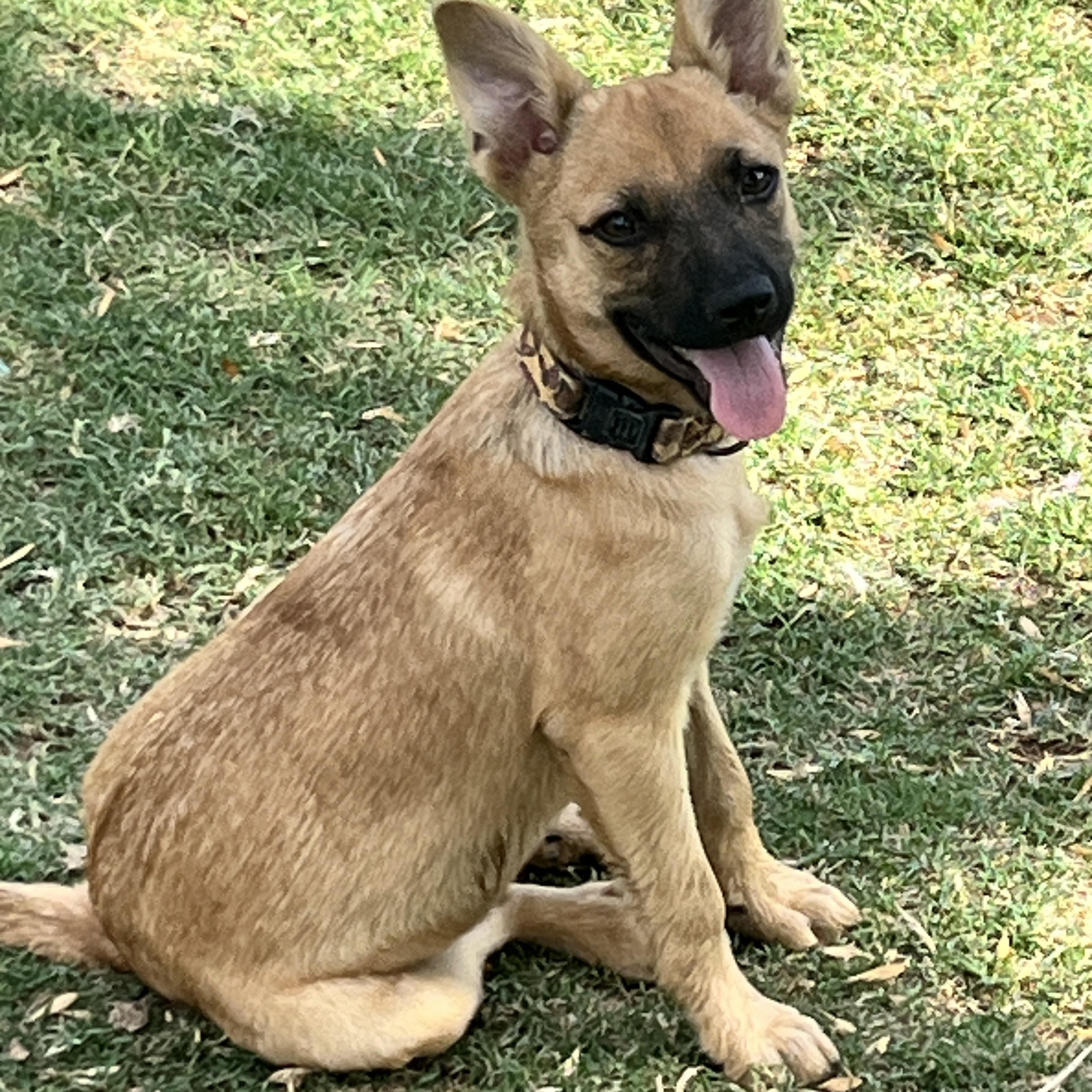 Faran, a Adoptable mixed breed in Gilbert, AZ image 2/3