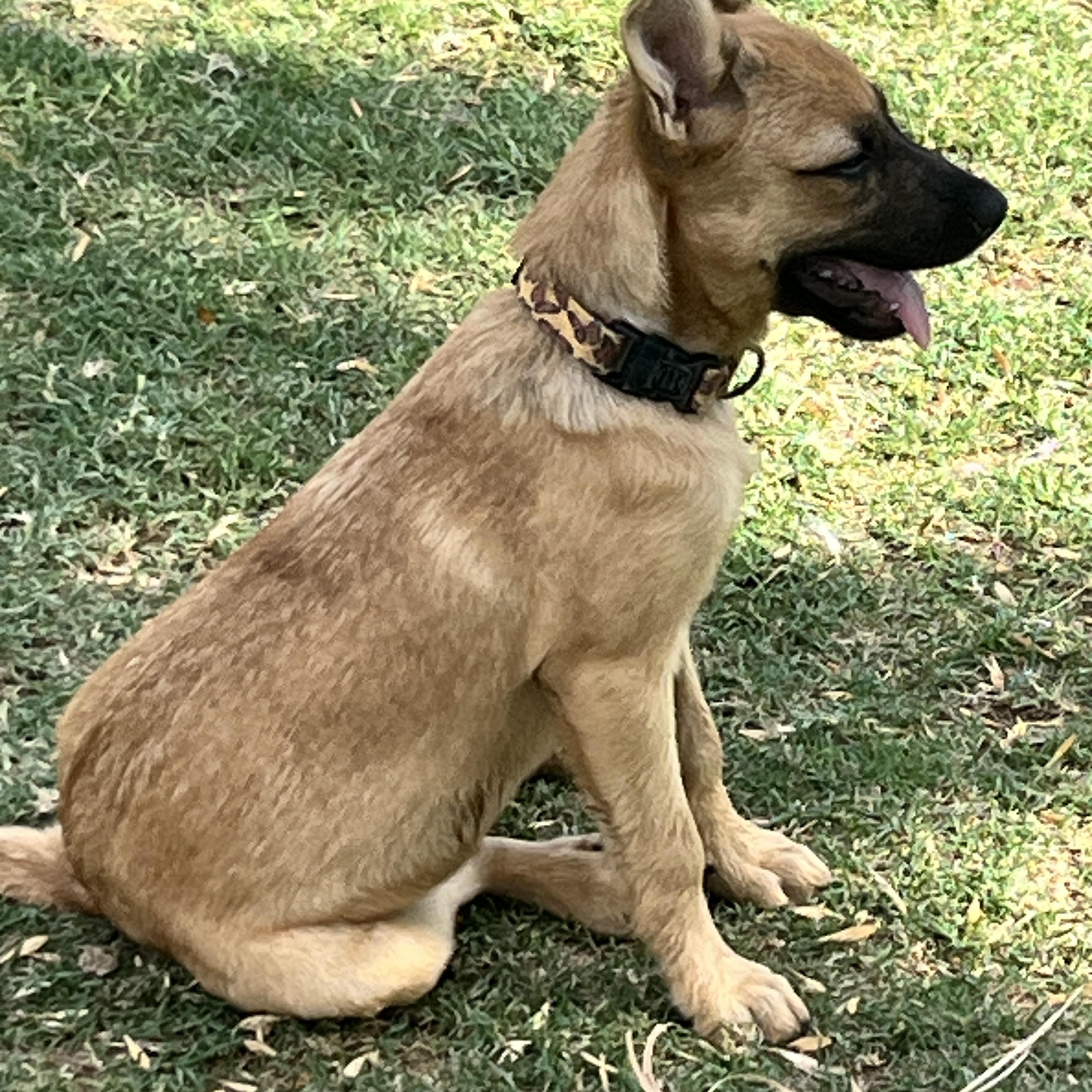 Faran, a Adoptable mixed breed in Gilbert, AZ image 3/3
