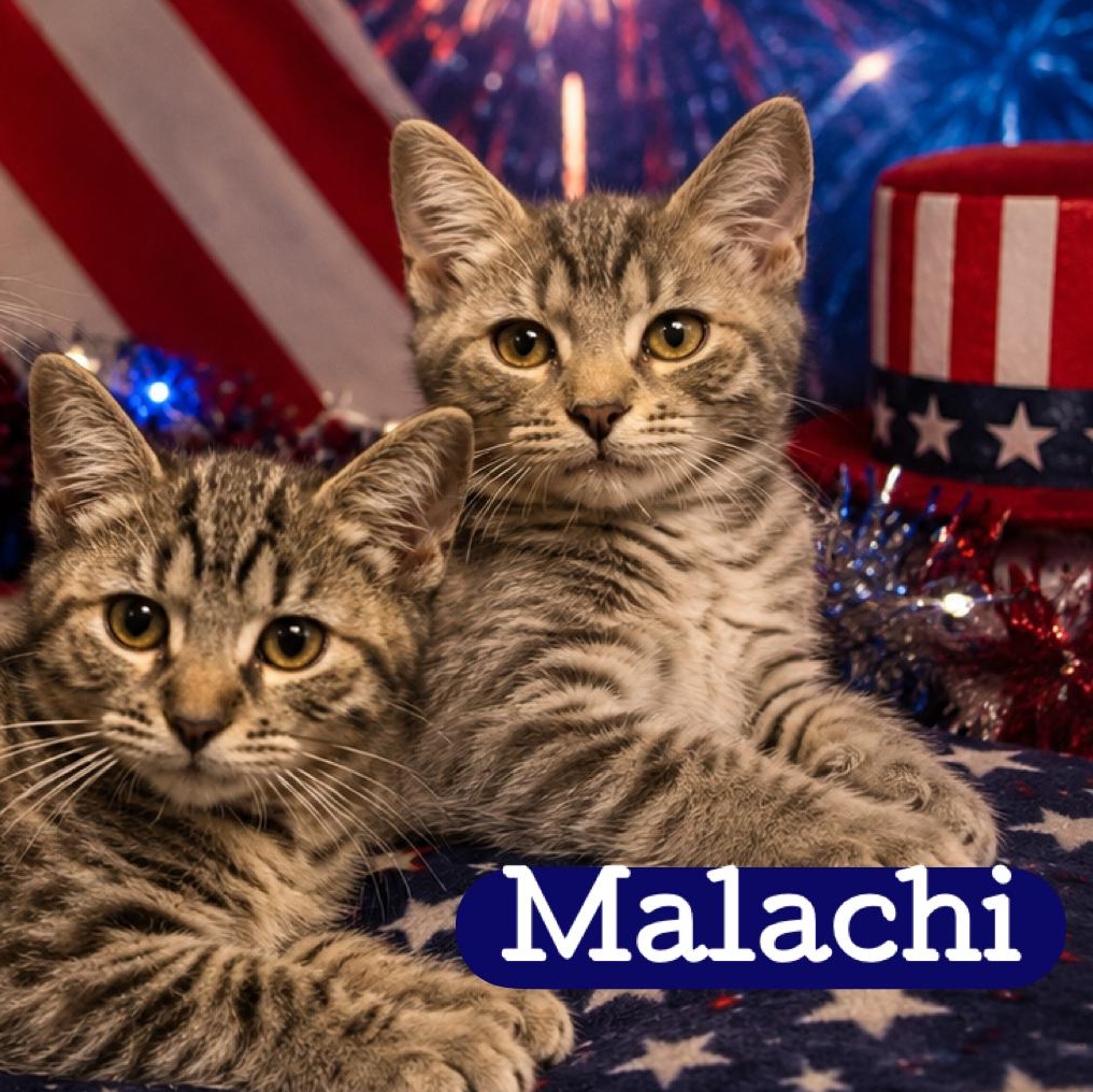 Malachi, Adoptable, Kitten Male Domestic Short Hair.
