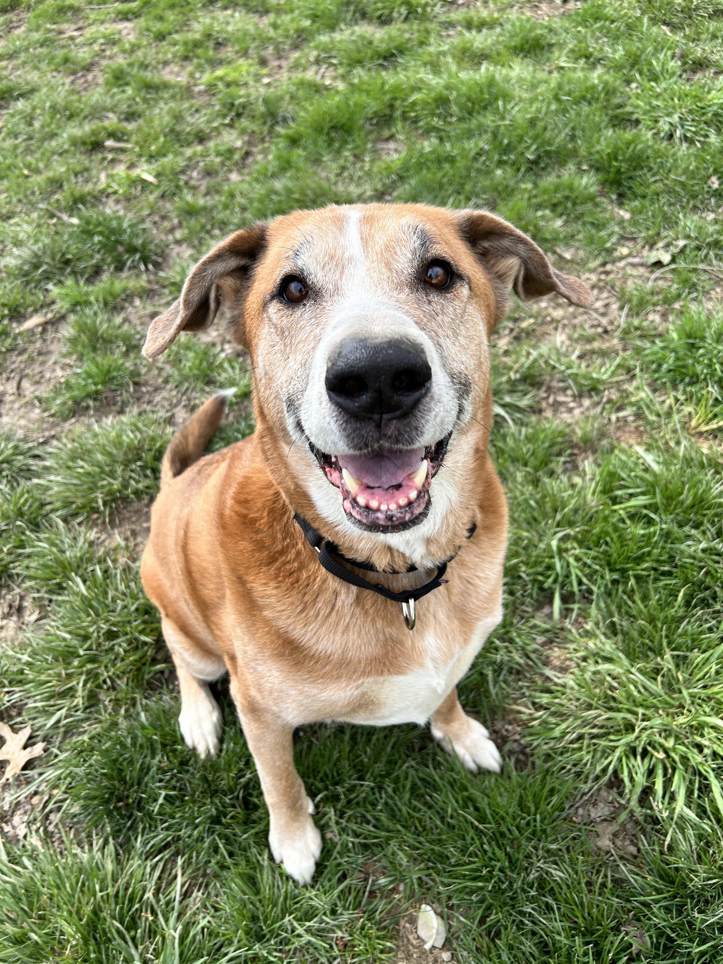Ollie, a Adoptable mixed breed in Brunswick, OH image 1/6