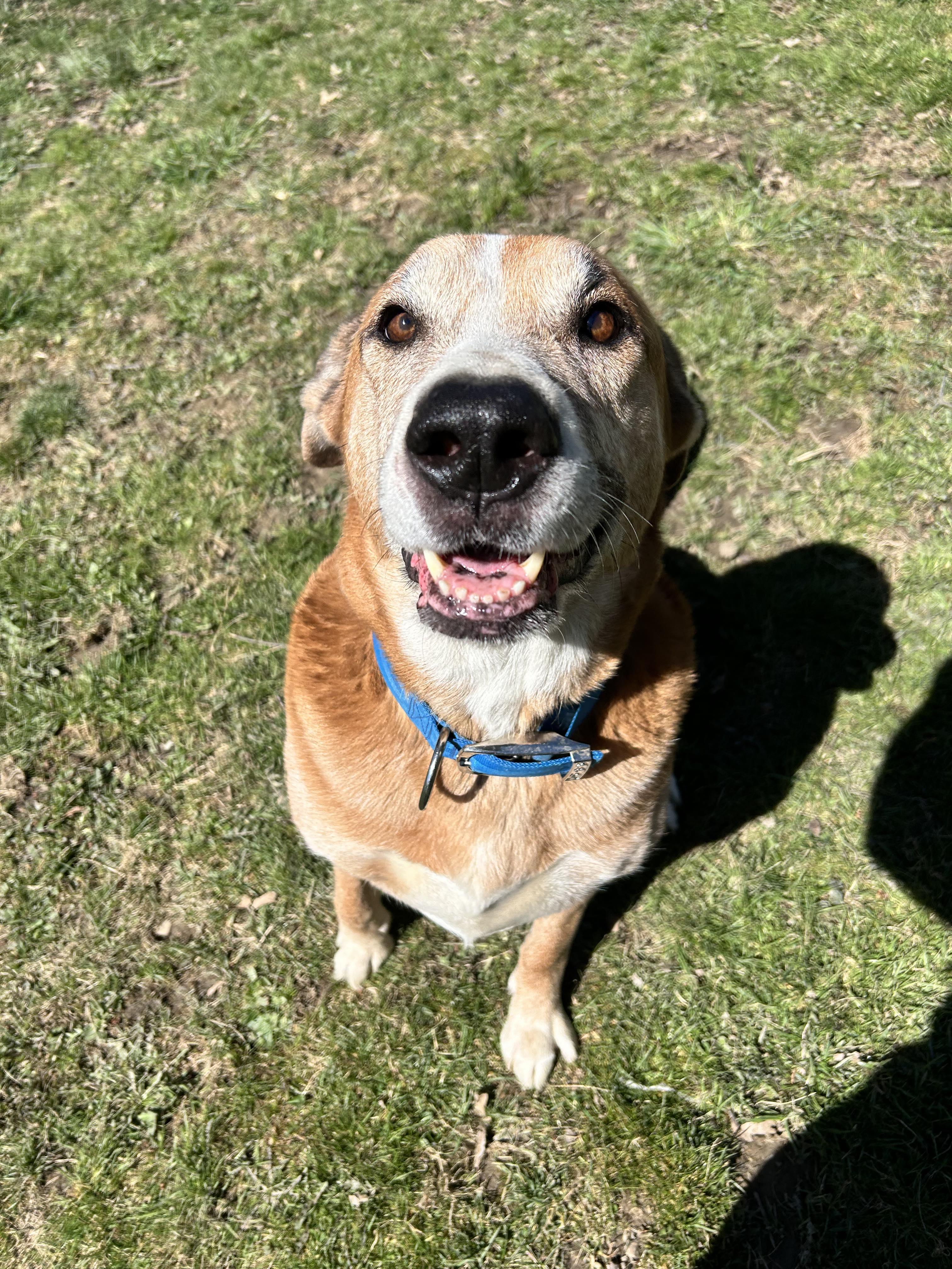 Ollie, a Adoptable mixed breed in Brunswick, OH image 2/6