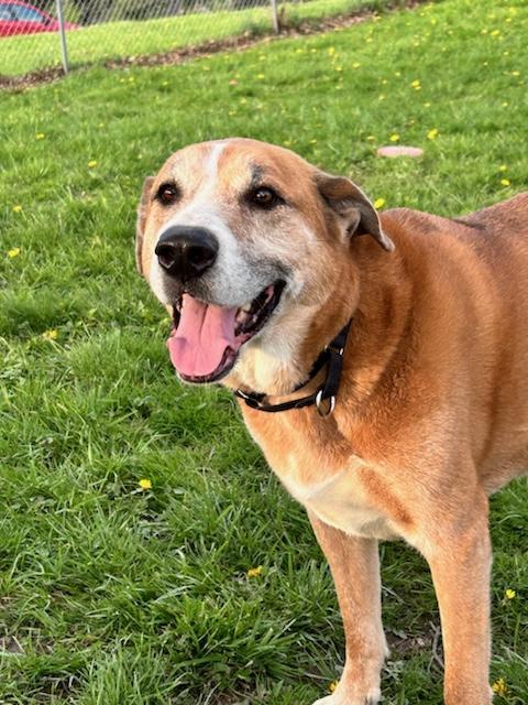 Ollie, a Adoptable mixed breed in Brunswick, OH image 4/6