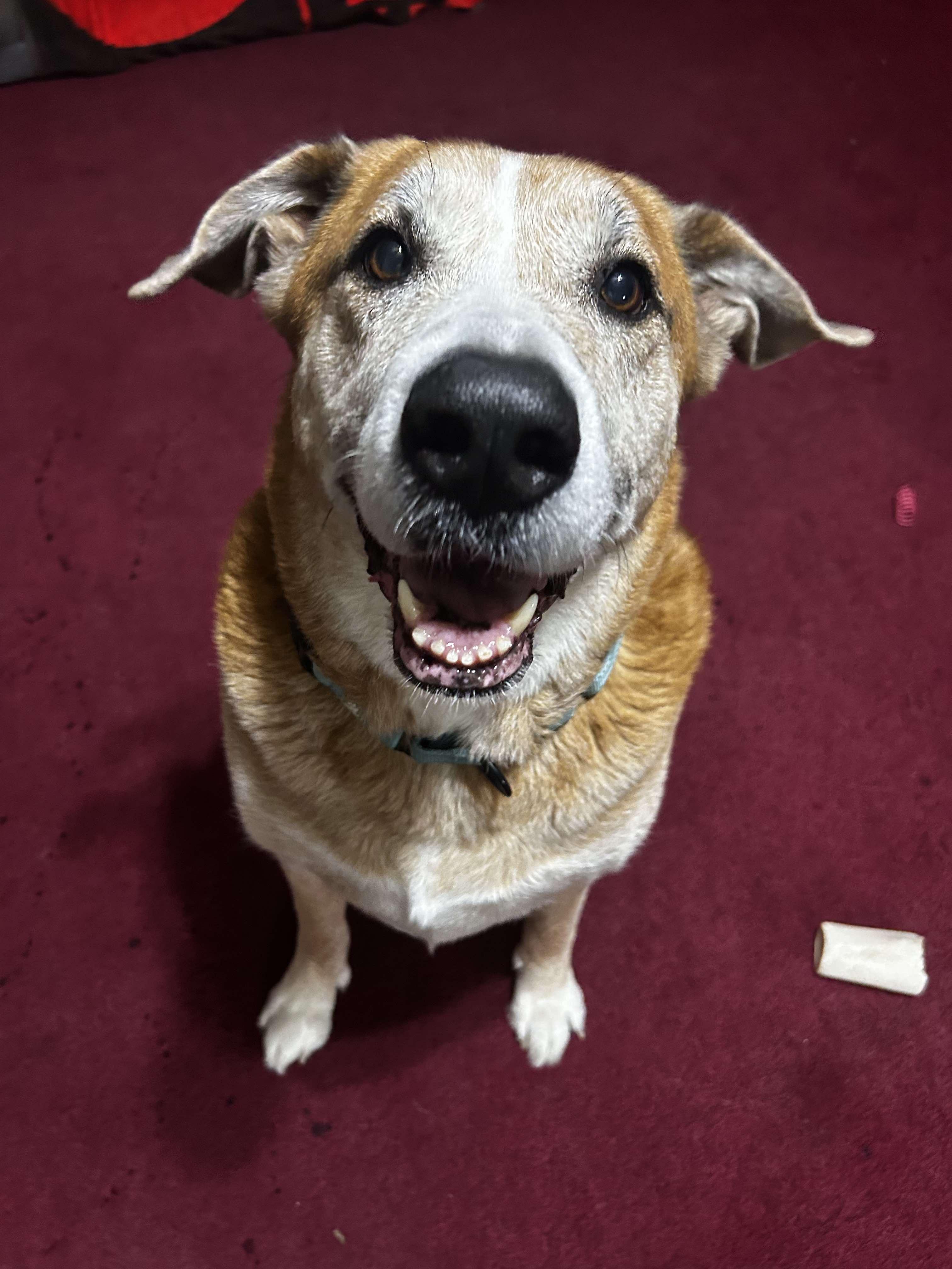 Ollie, a Adoptable mixed breed in Brunswick, OH image 5/6
