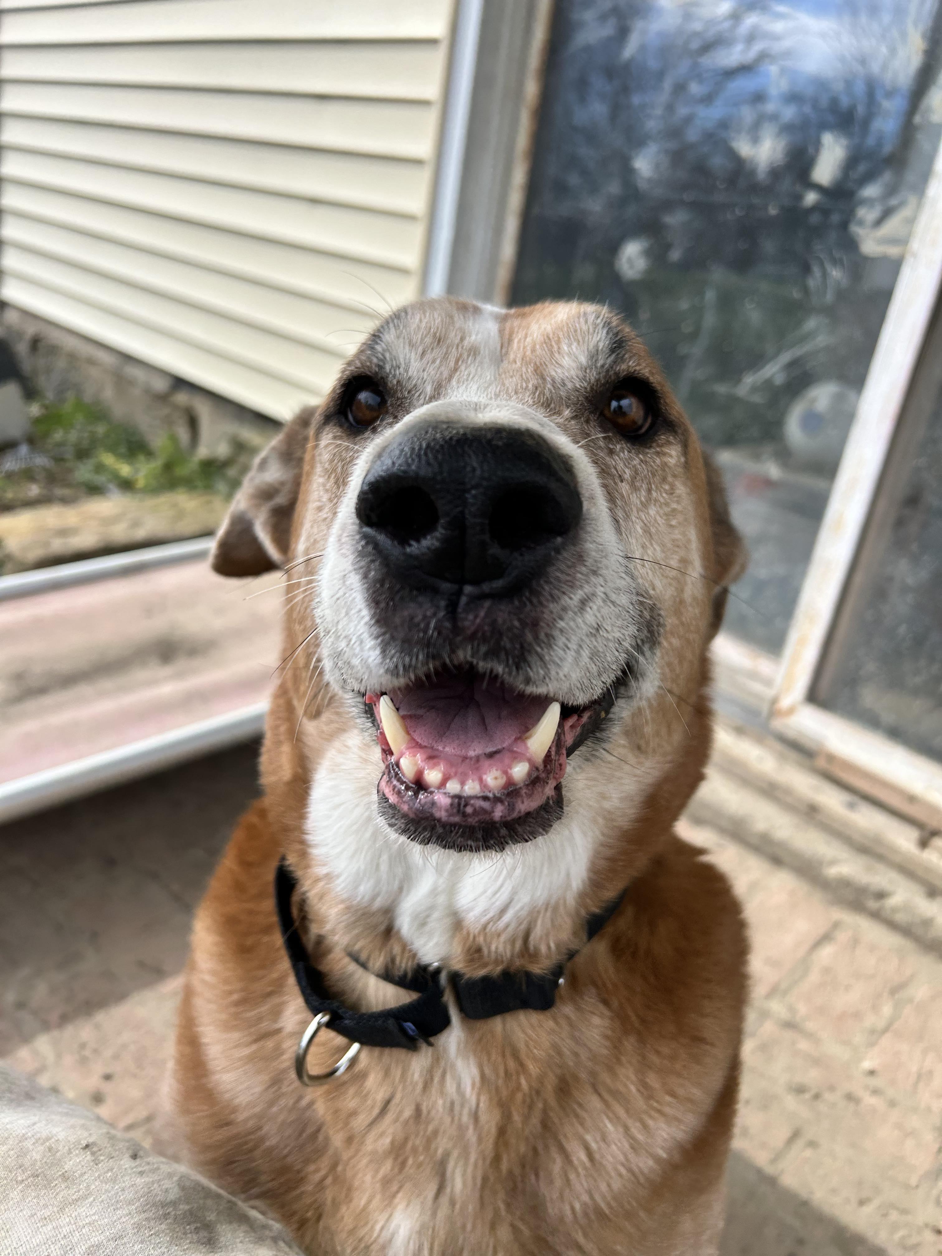 Ollie, a Adoptable mixed breed in Brunswick, OH image 6/6