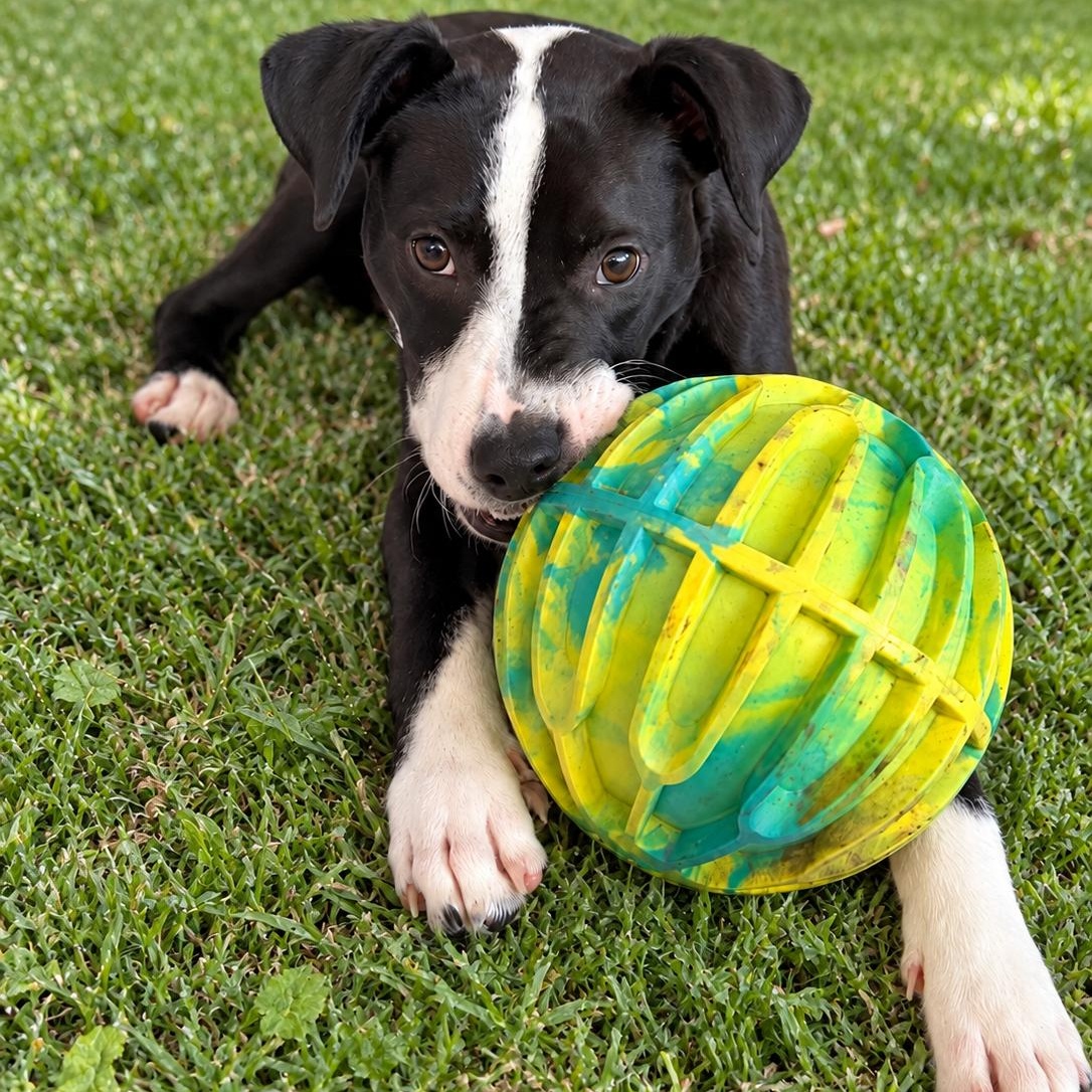 Domino, Adoptable, Puppy Male Mixed Breed.