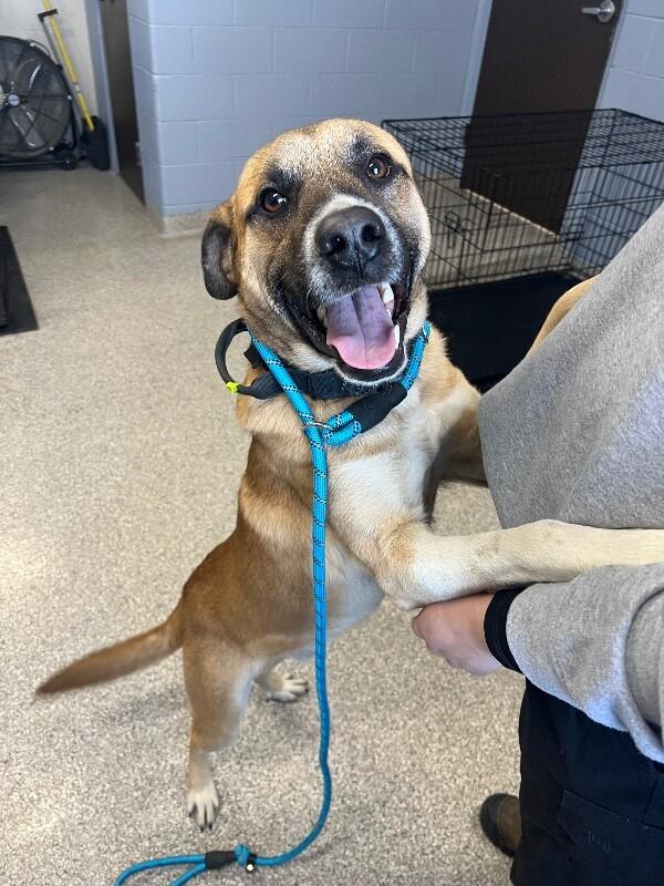 Enlarge Ziggy, a Adoptable mixed breed in Georgetown, OH image 1/1