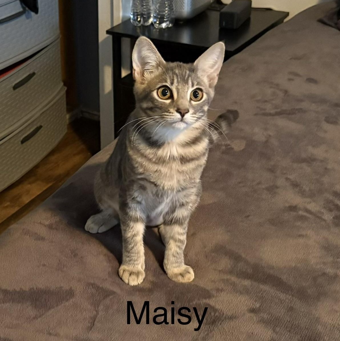 Enlarge Maisy, a Adoptable Domestic Short Hair in Chandler, AZ image 2/2